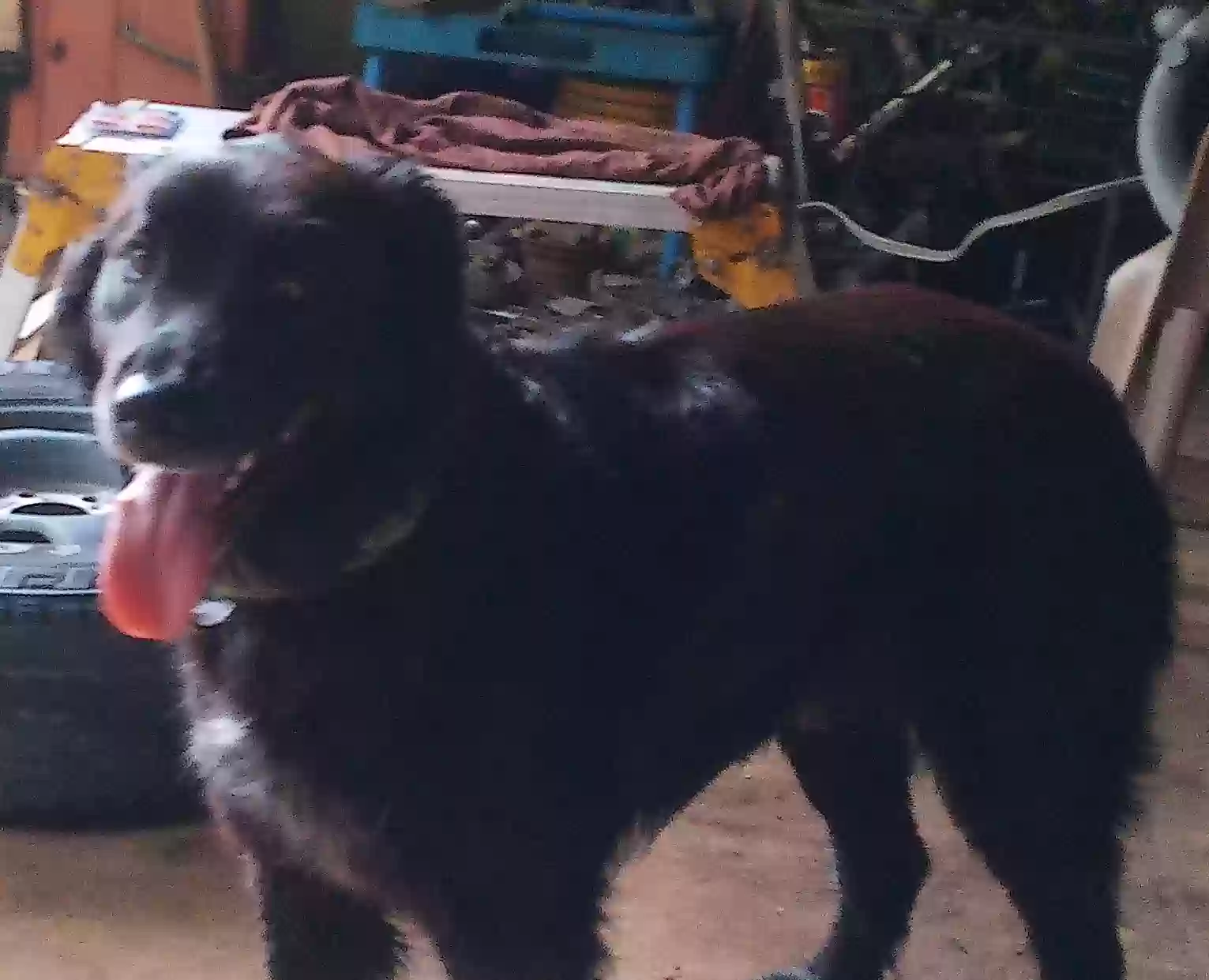 /lostandfound/images/lnfpets/original/185365_photo.webp