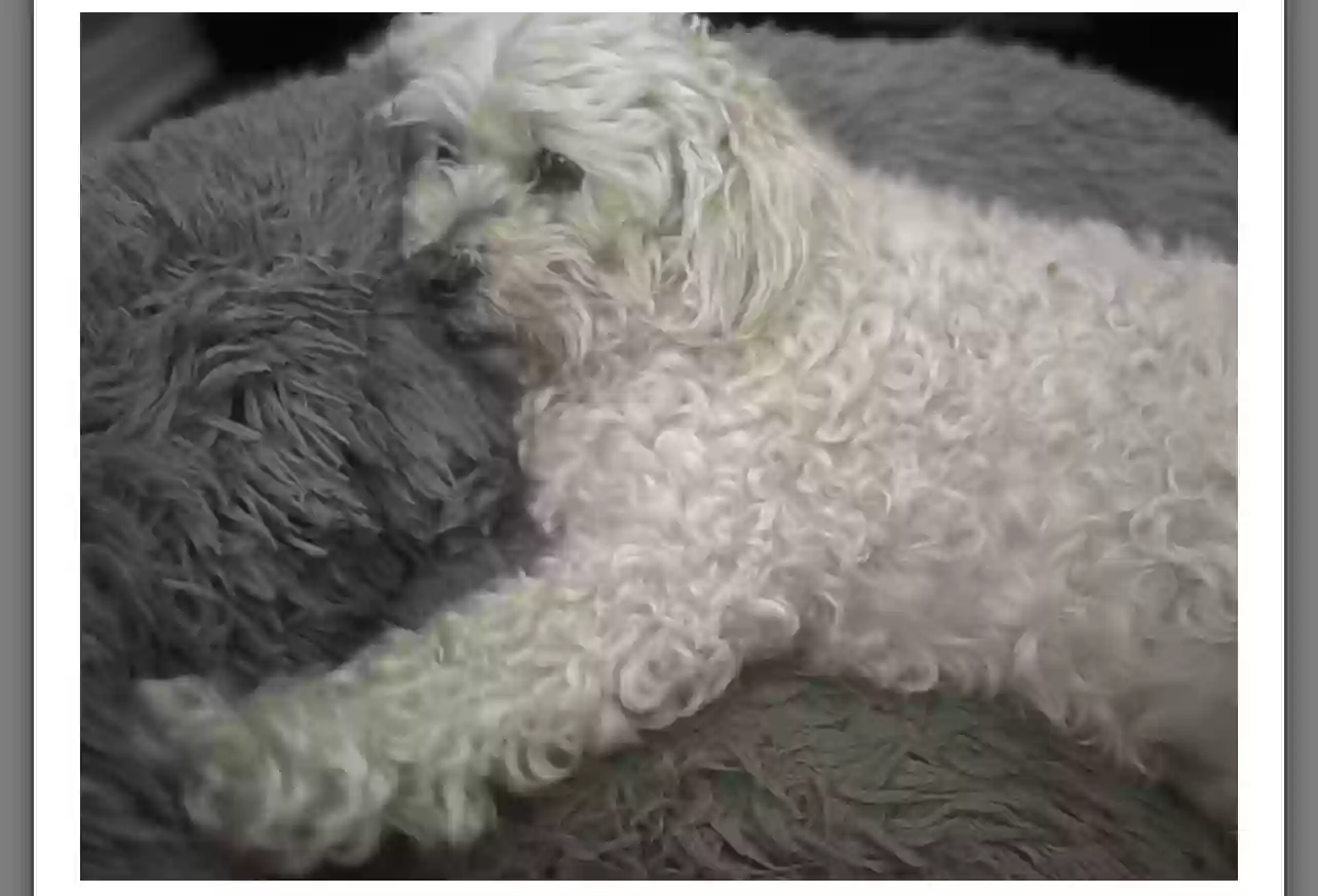 /lostandfound/images/lnfpets/original/185503_photo.webp