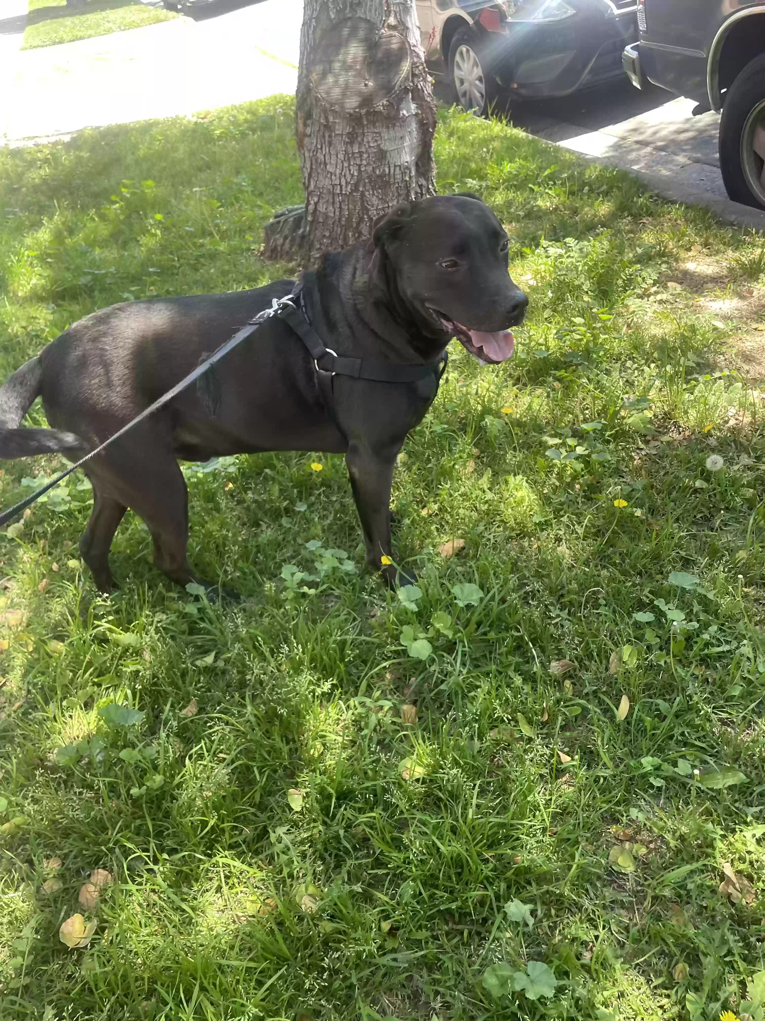 /lostandfound/images/lnfpets/original/185580_photo.webp