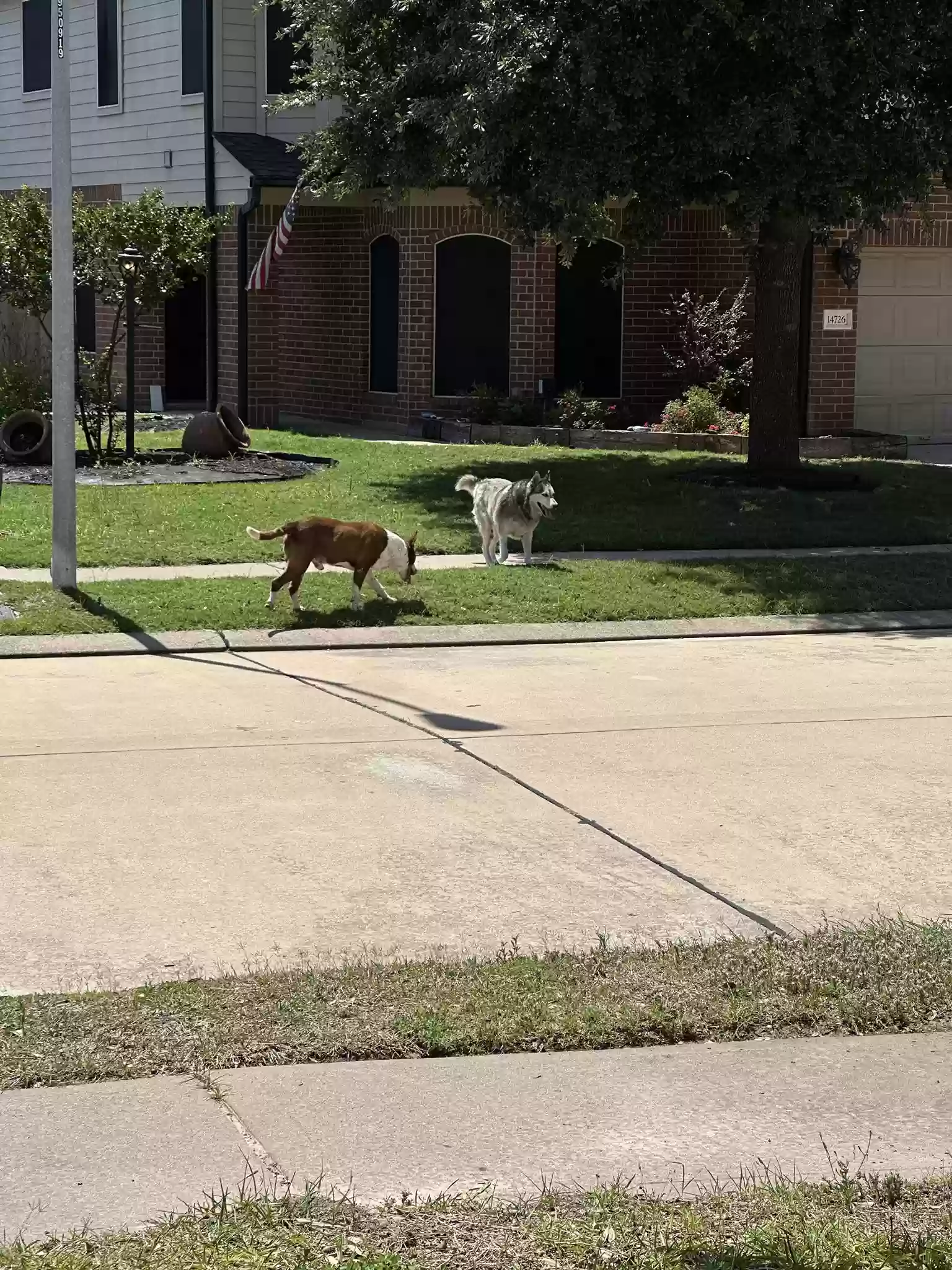 /lostandfound/images/lnfpets/original/185619_photo.webp