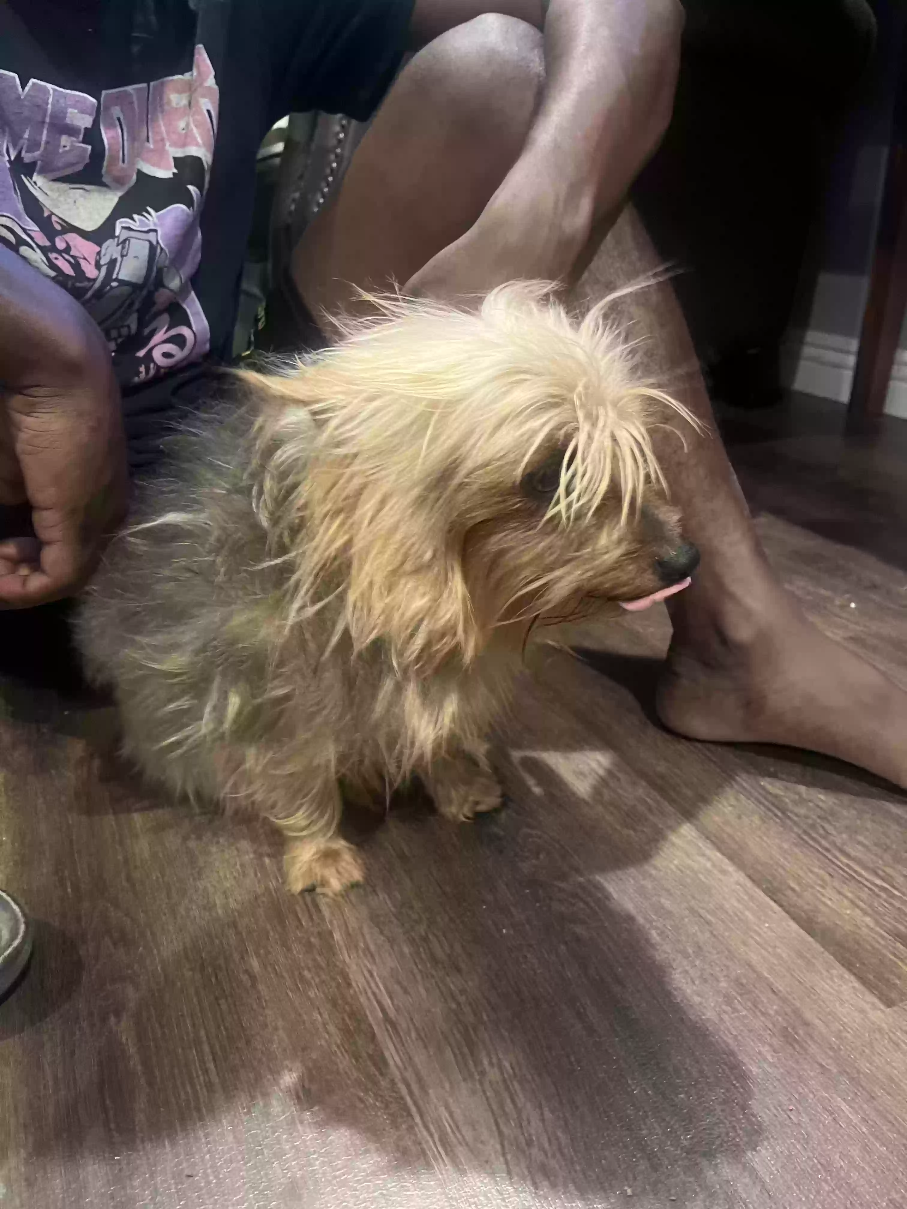 /lostandfound/images/lnfpets/original/185652_photo.webp
