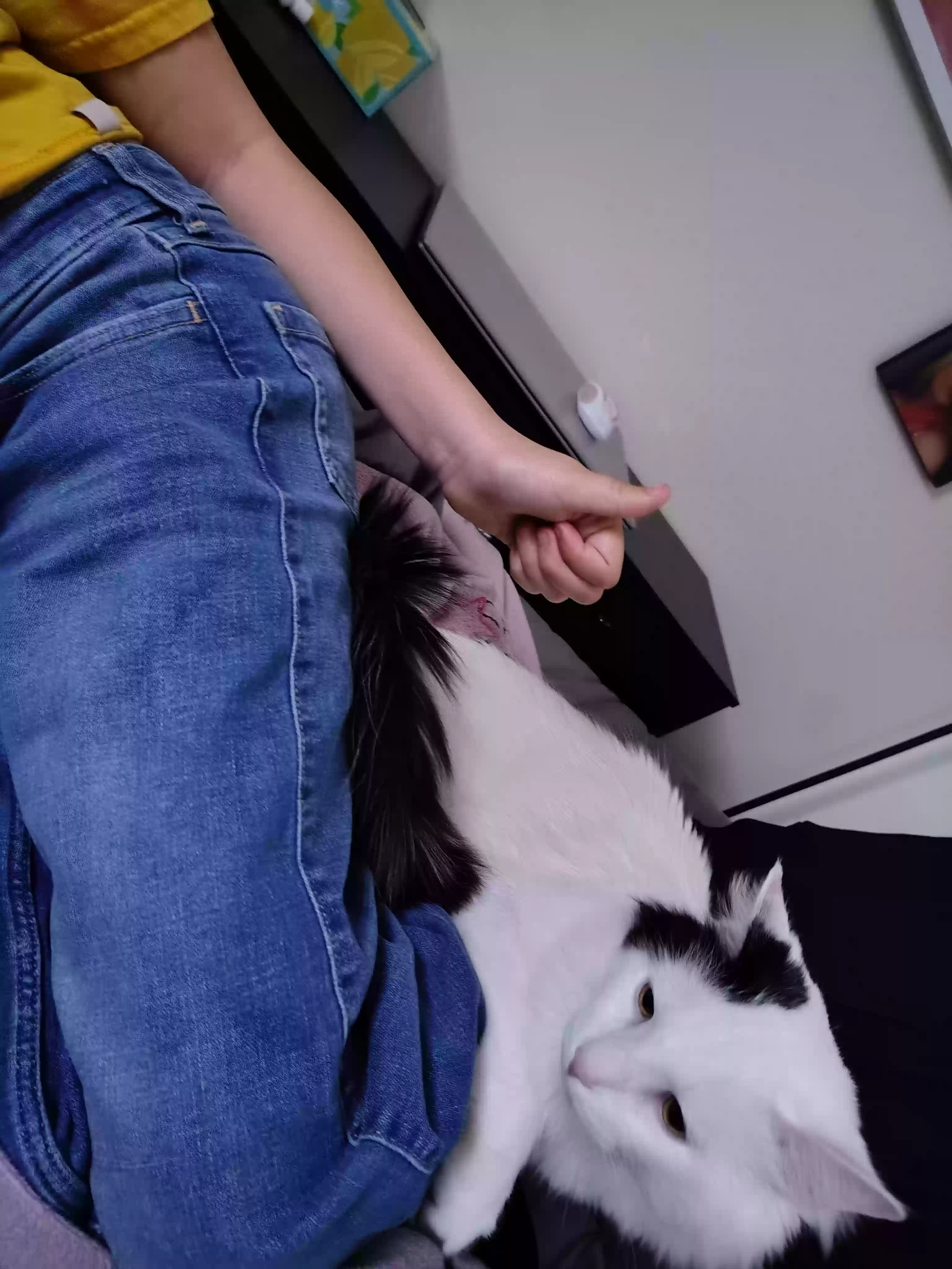 /lostandfound/images/lnfpets/original/185720_photo.webp