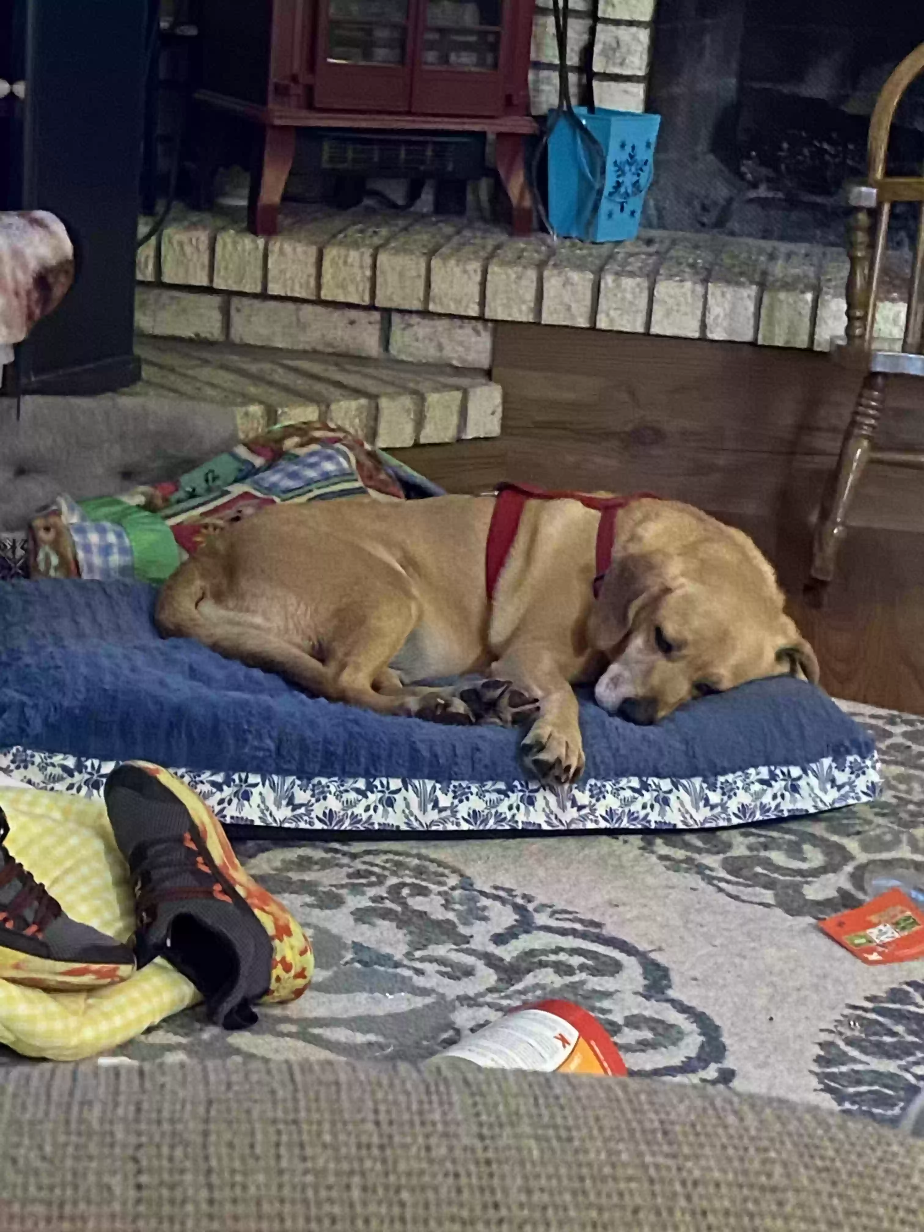 /lostandfound/images/lnfpets/original/185722_photo.webp