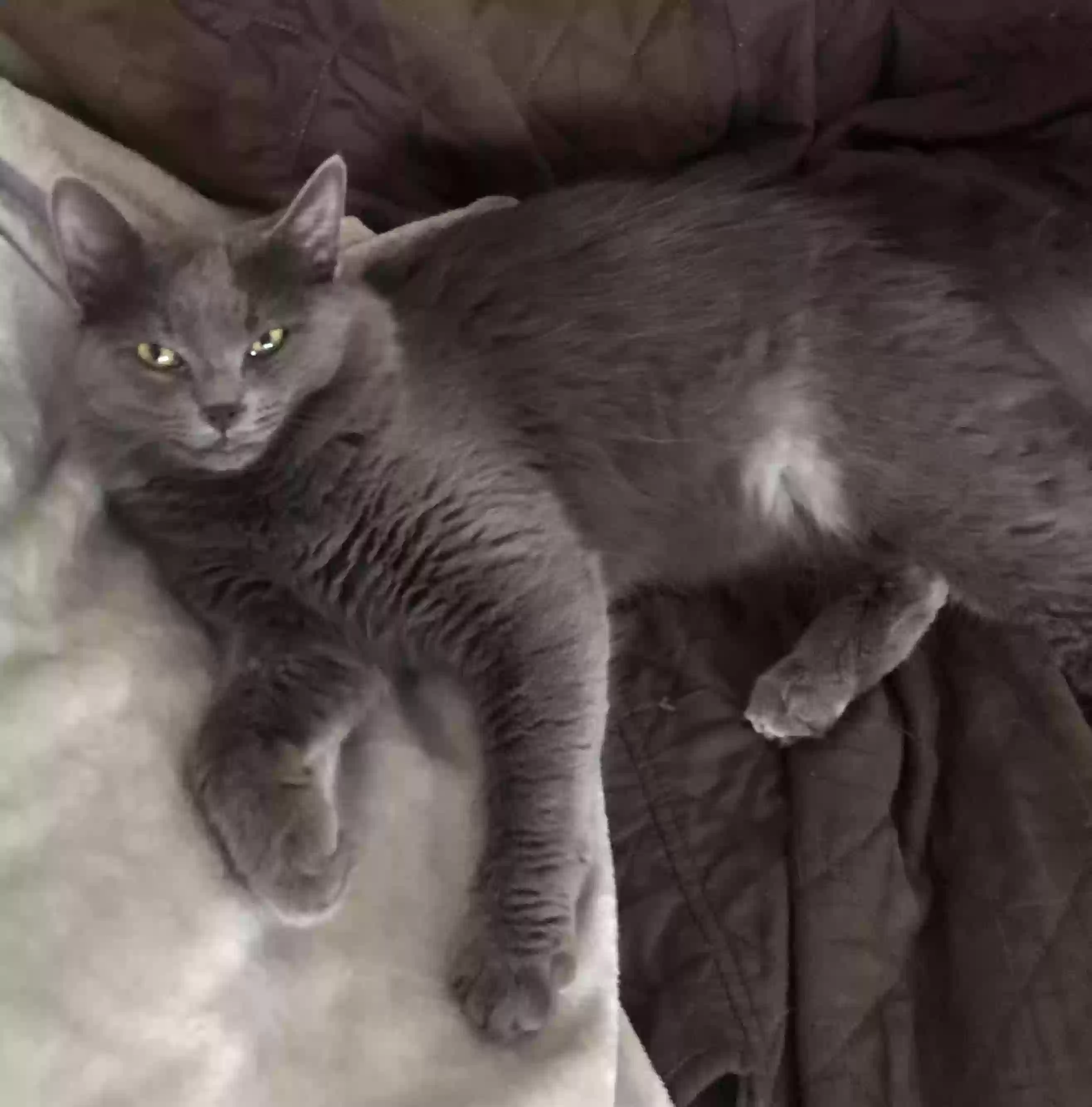 /lostandfound/images/lnfpets/original/185815_photo.webp