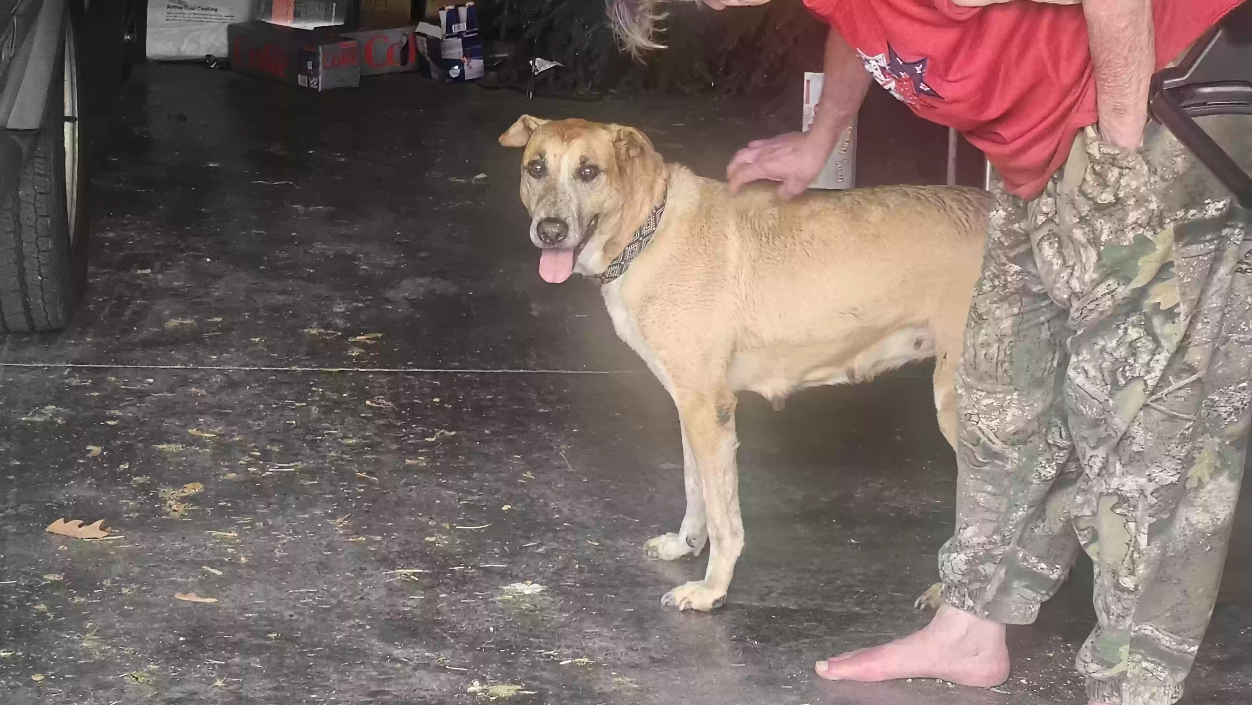 /lostandfound/images/lnfpets/original/185836_photo.webp