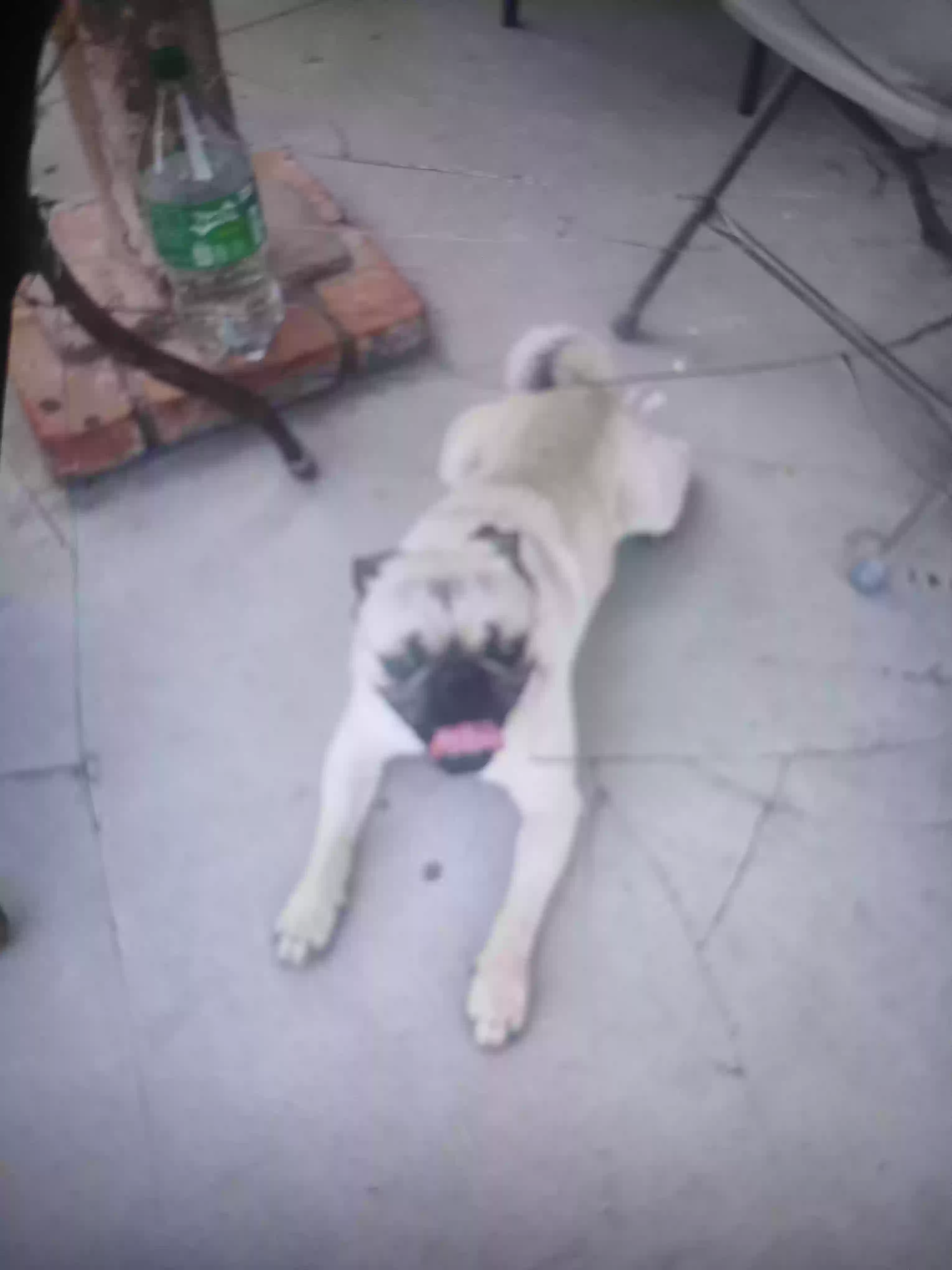 /lostandfound/images/lnfpets/original/185839_photo.webp