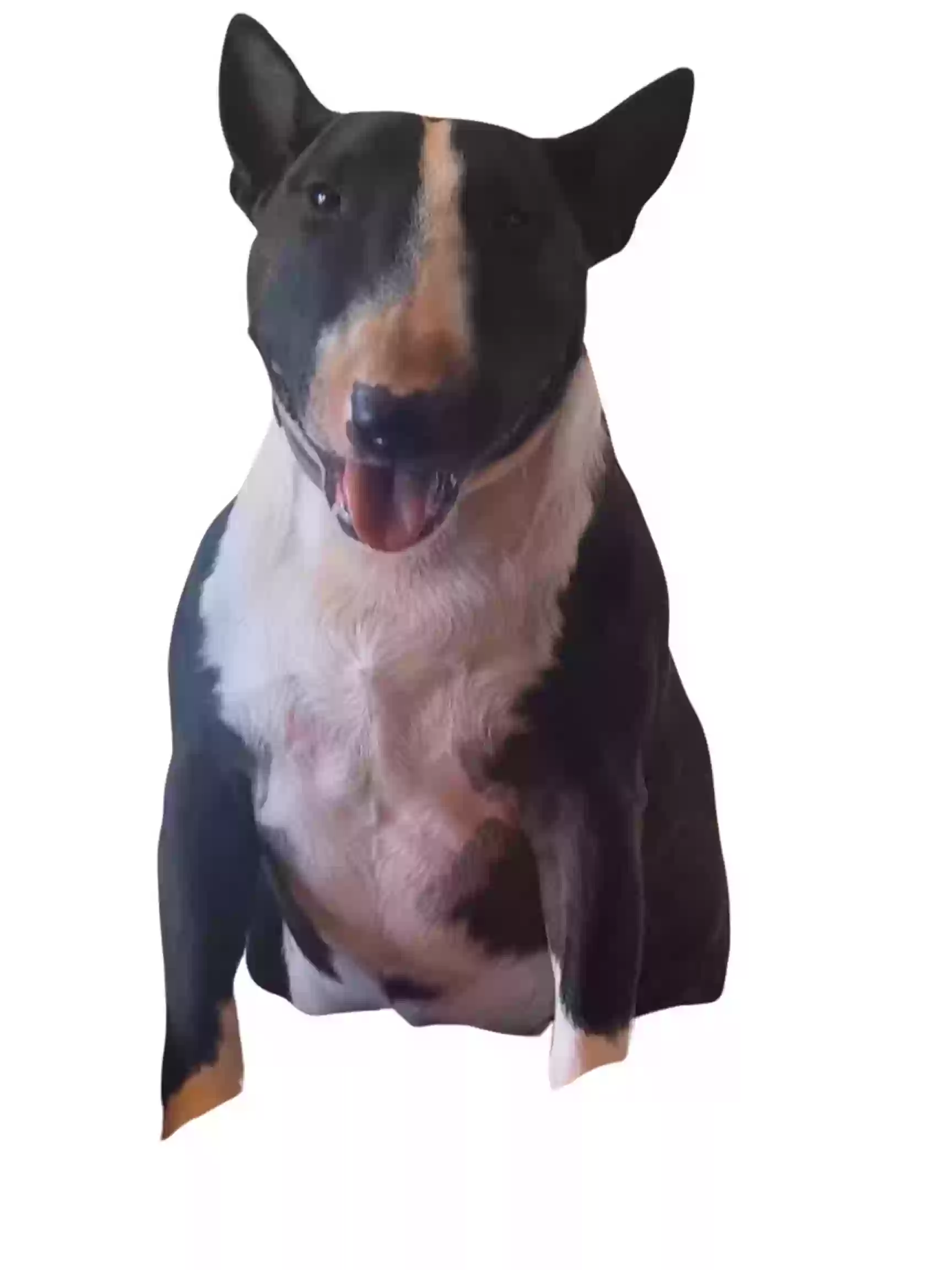 /lostandfound/images/lnfpets/original/185853_photo.webp