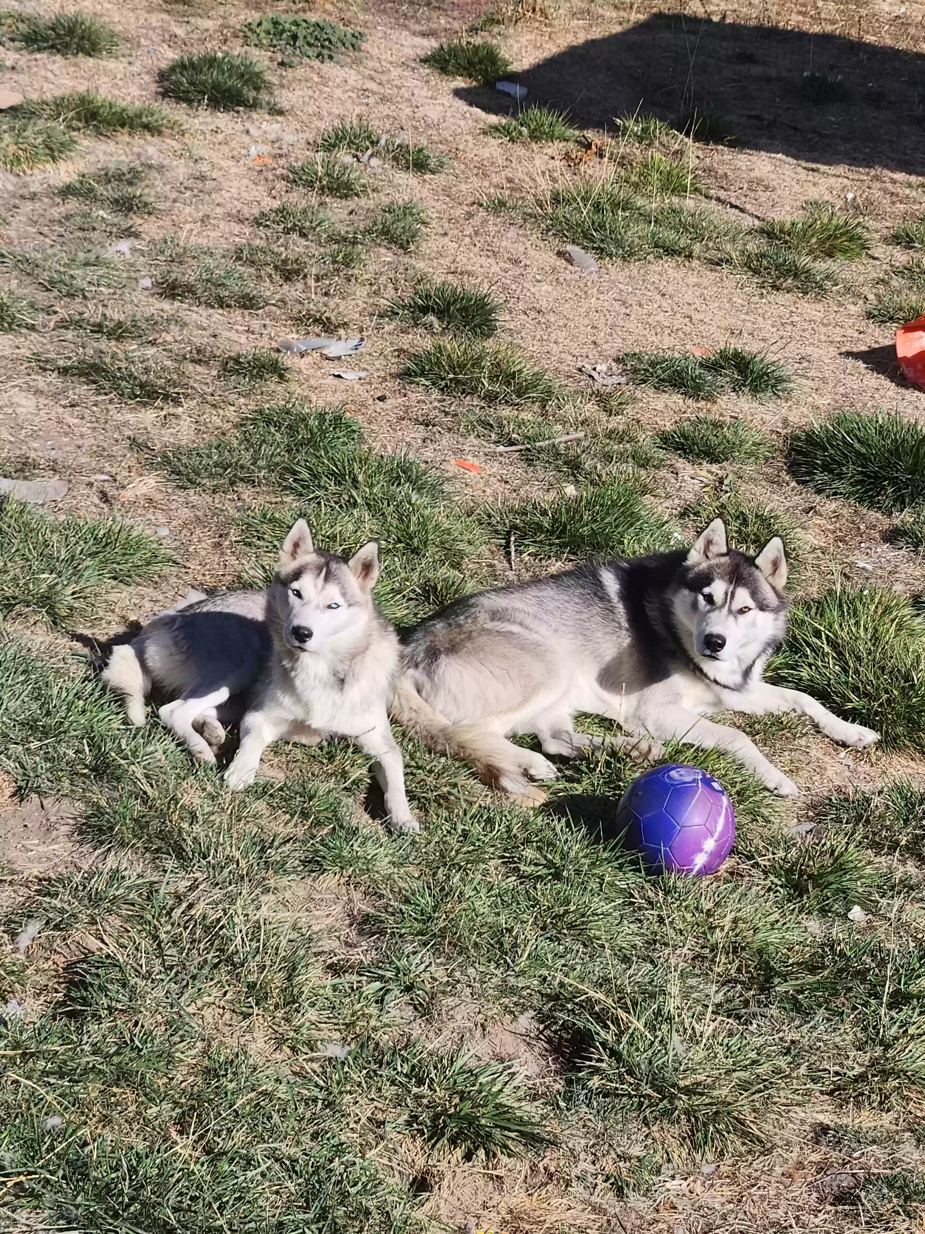 /lostandfound/images/lnfpets/original/185925_photo.webp
