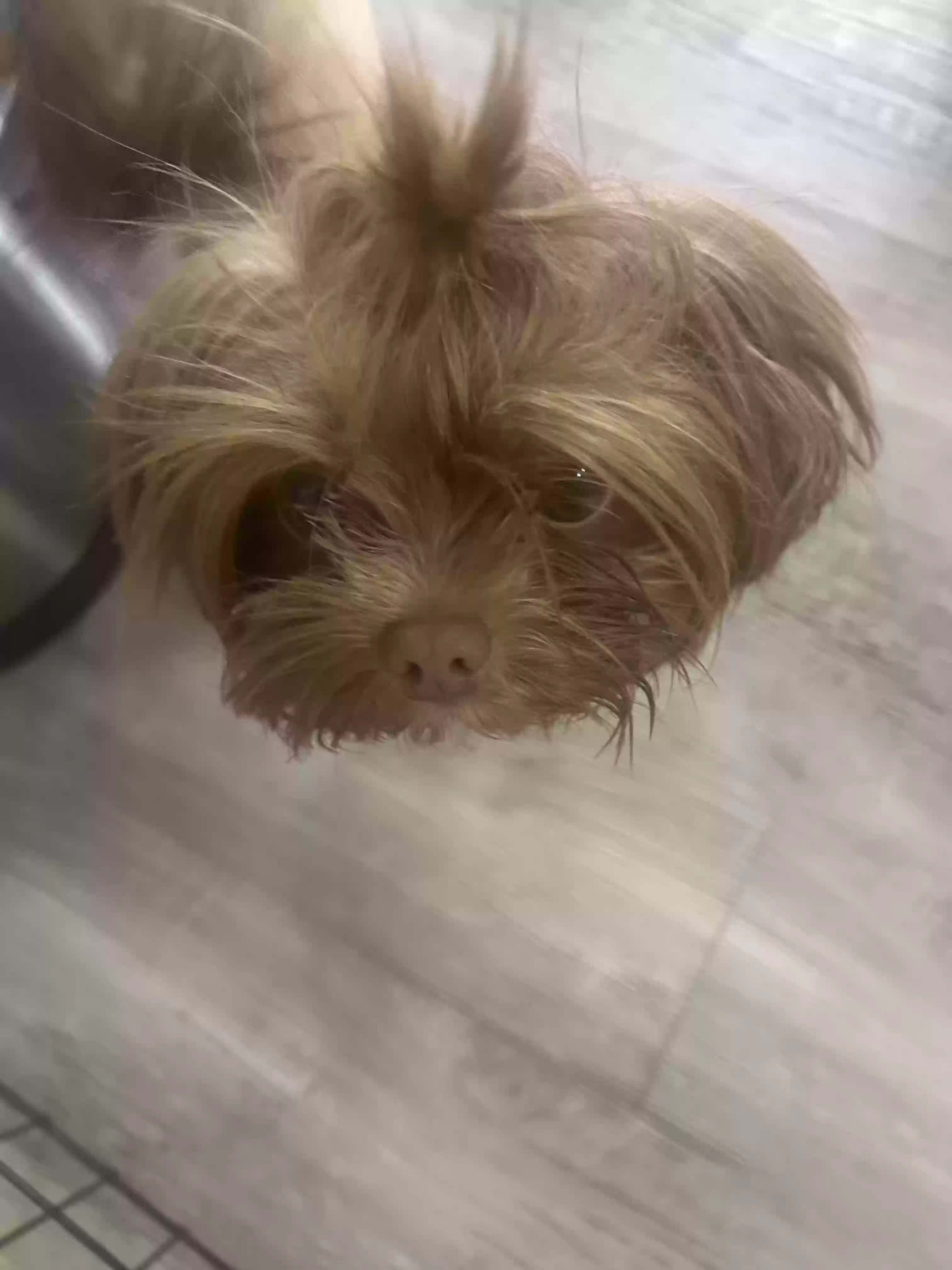 /lostandfound/images/lnfpets/original/185965_photo.webp