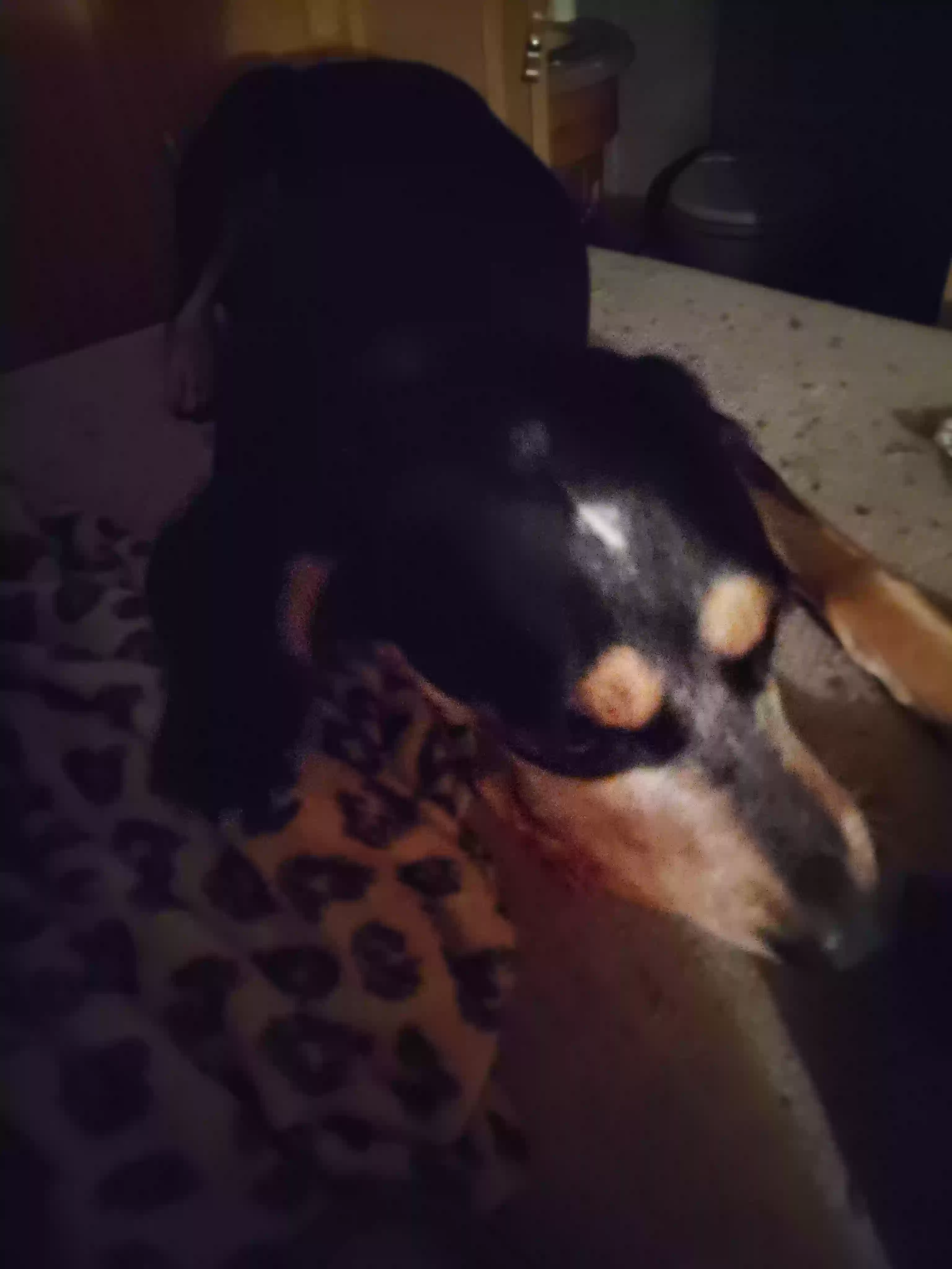 /lostandfound/images/lnfpets/original/186013_photo.webp