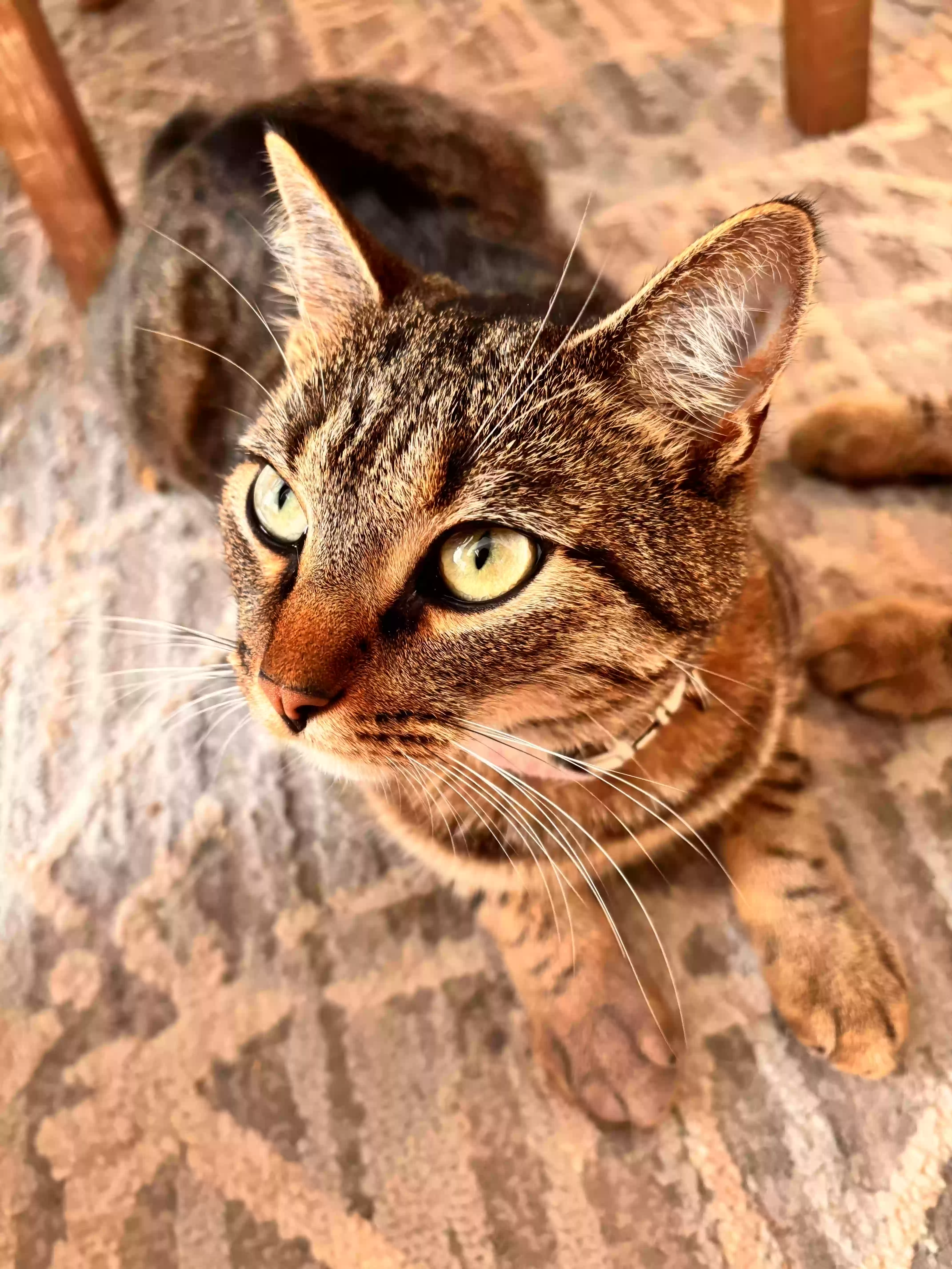 /lostandfound/images/lnfpets/original/186022_photo.webp