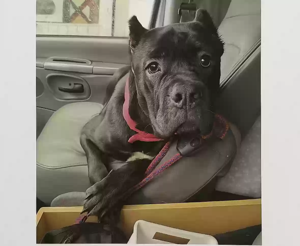 /lostandfound/images/lnfpets/original/186041_photo.webp