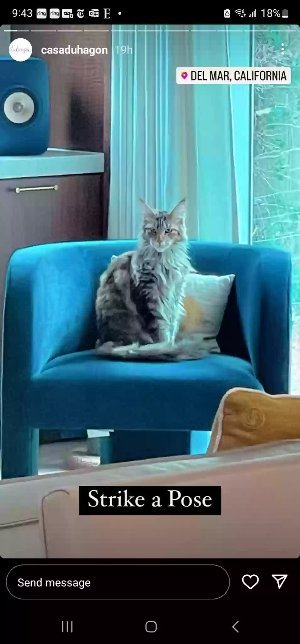 /lostandfound/images/lnfpets/original/186069_photo.webp
