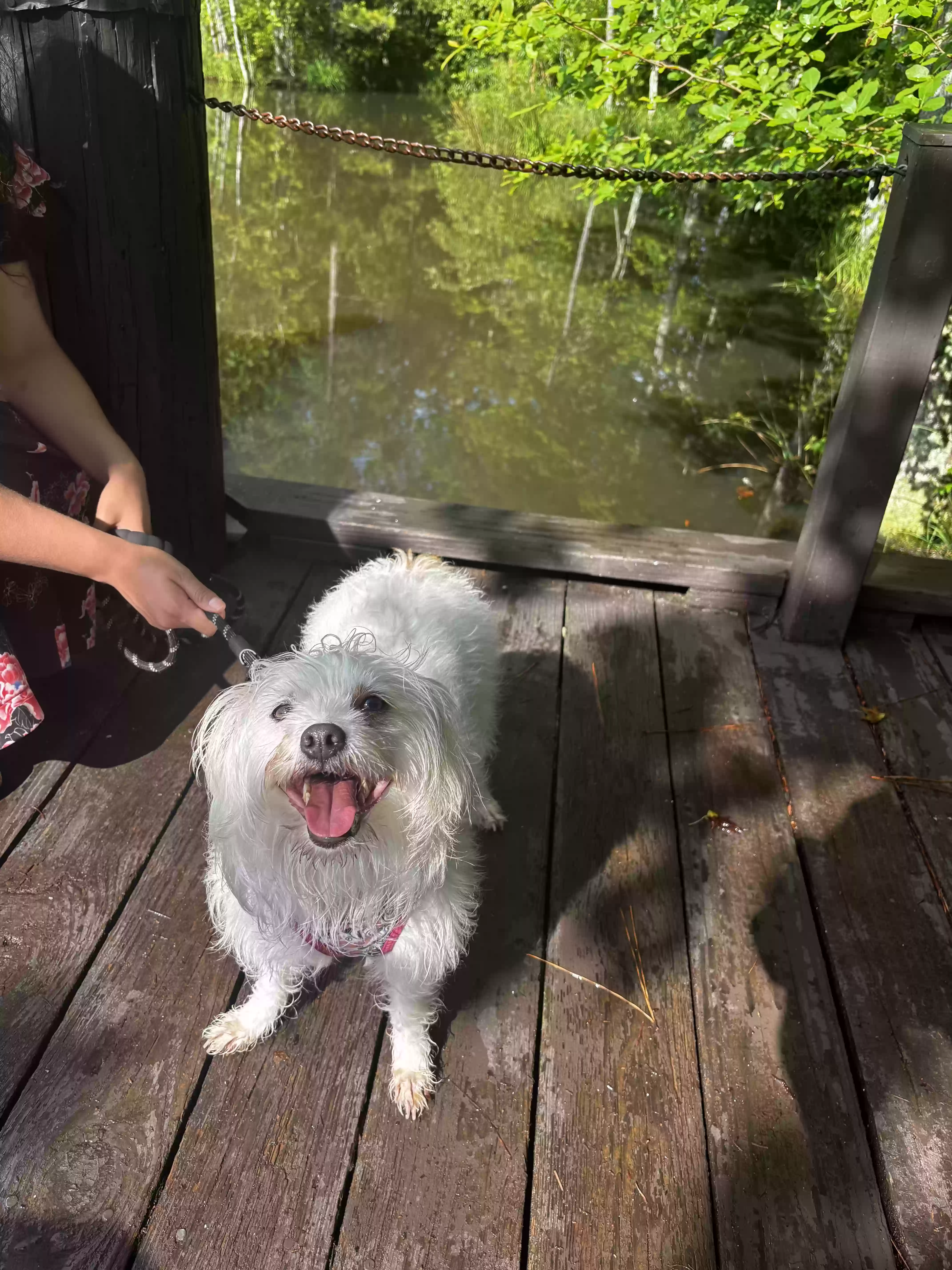 /lostandfound/images/lnfpets/original/186138_photo.webp