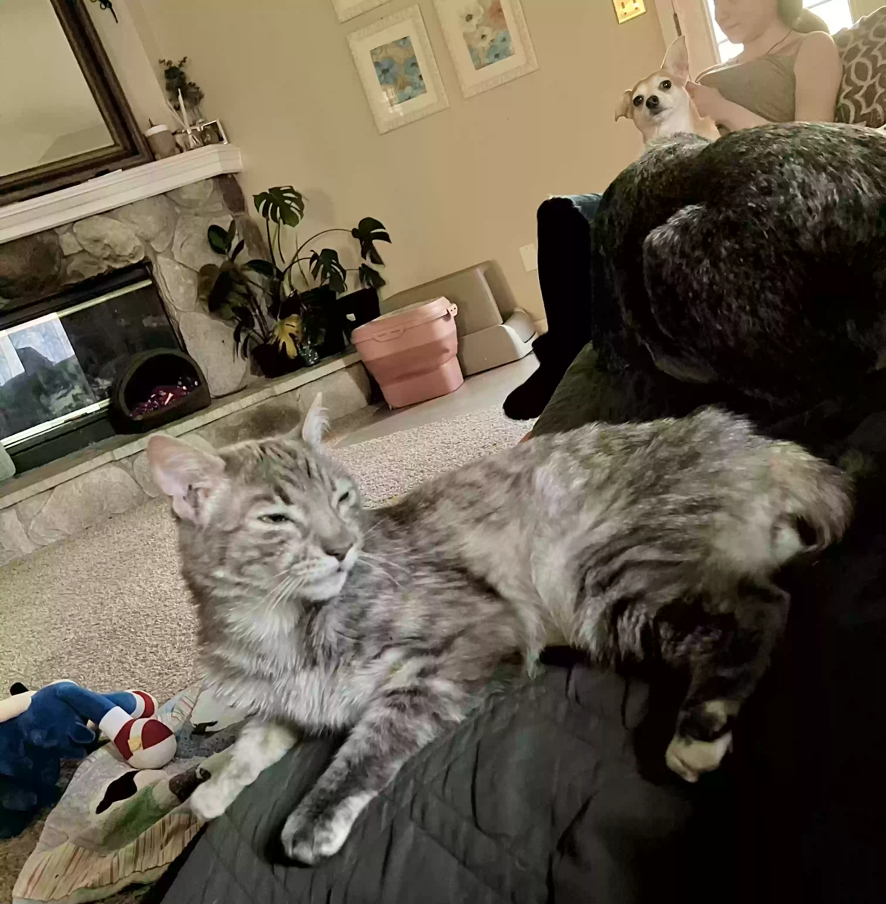 /lostandfound/images/lnfpets/original/186158_photo.webp