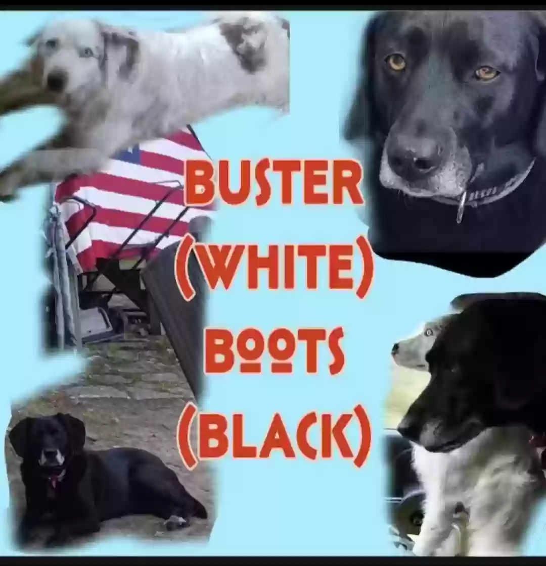 /lostandfound/images/lnfpets/original/186195_photo.webp