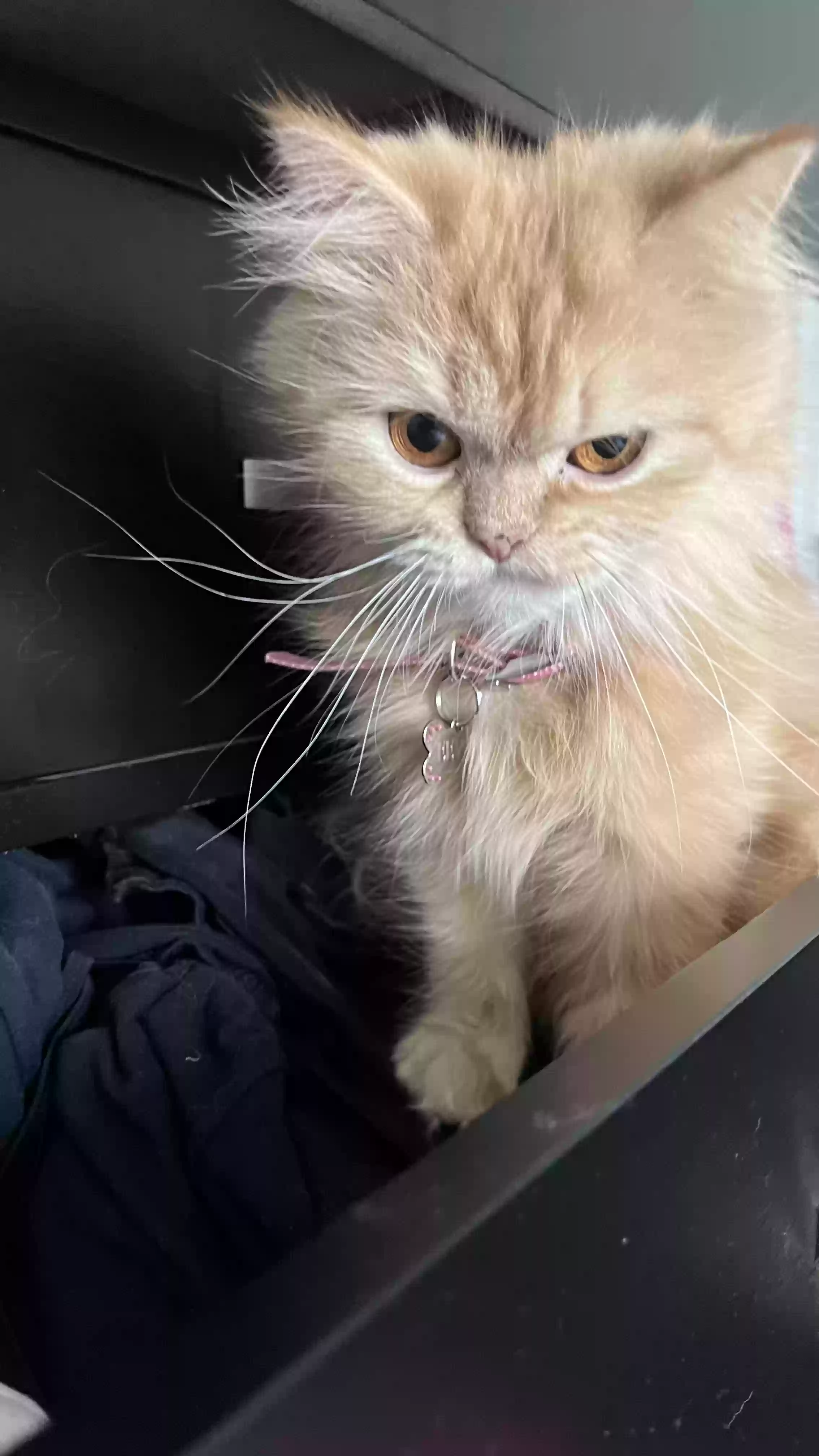 /lostandfound/images/lnfpets/original/186222_2509_30165D45-C7C6-4C27-A575-E095A336113A.webp