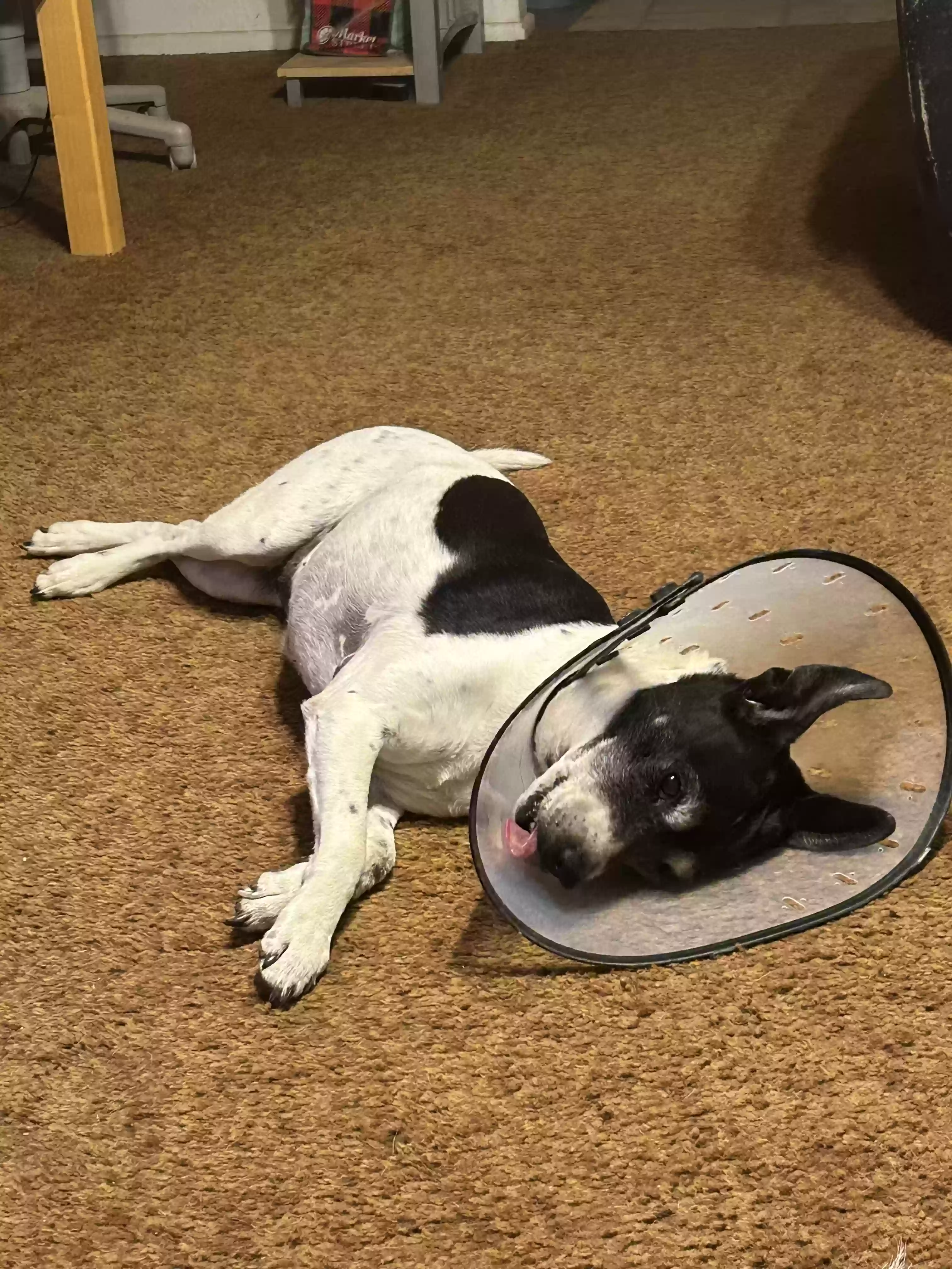 /lostandfound/images/lnfpets/original/186290_photo.webp