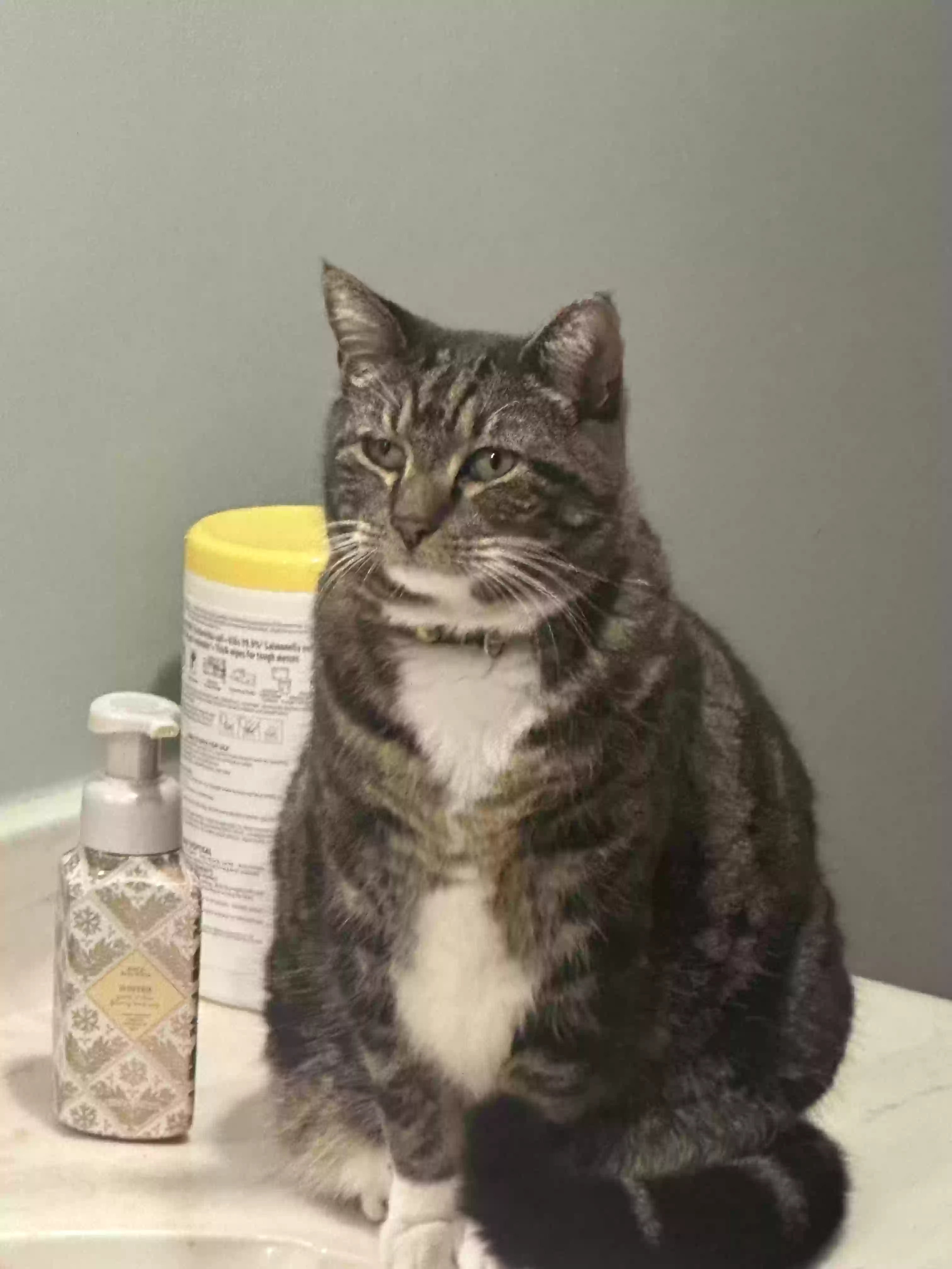 /lostandfound/images/lnfpets/original/186367_photo.webp