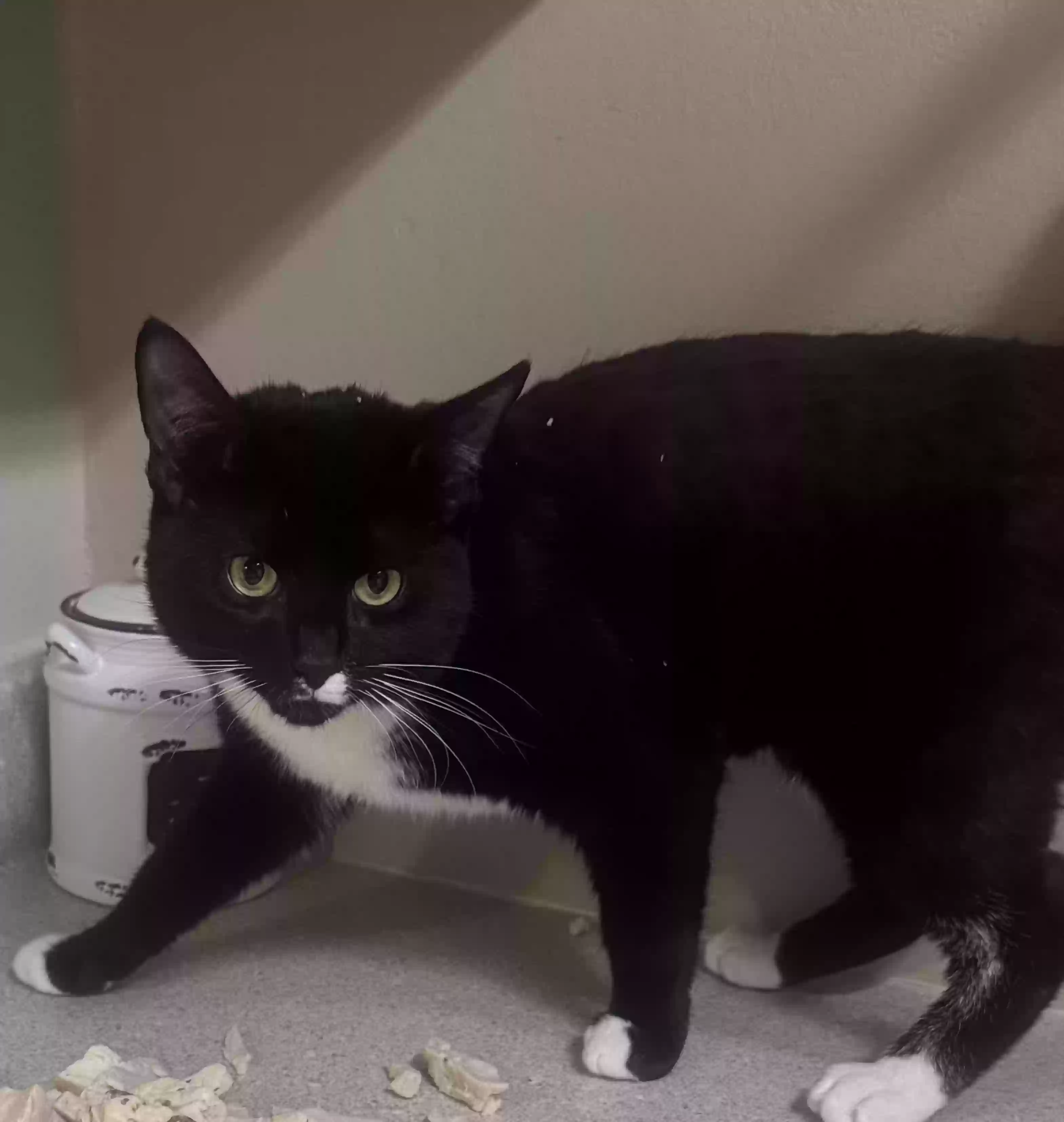/lostandfound/images/lnfpets/original/186402_photo.webp