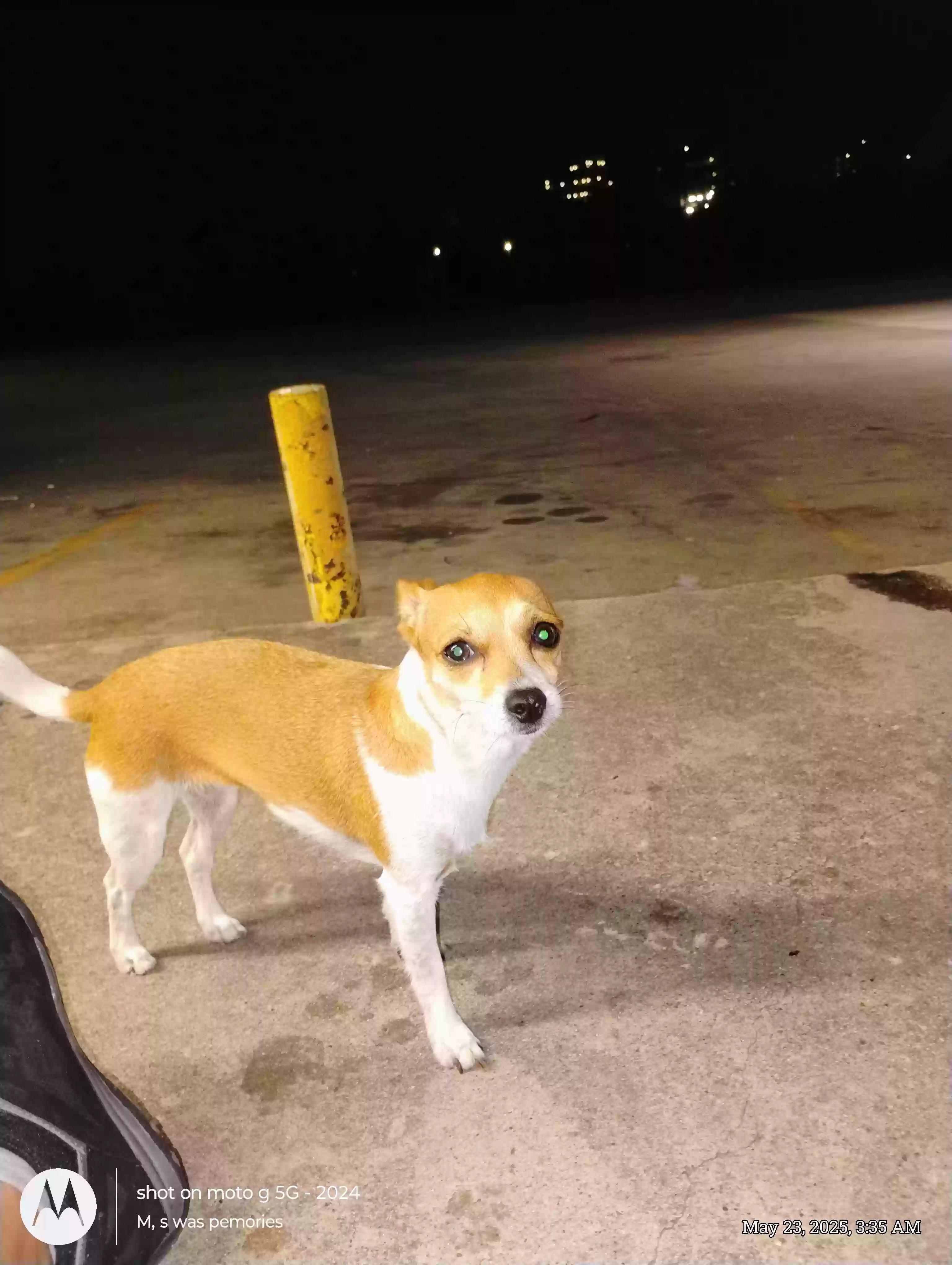 /lostandfound/images/lnfpets/original/186470_photo.webp