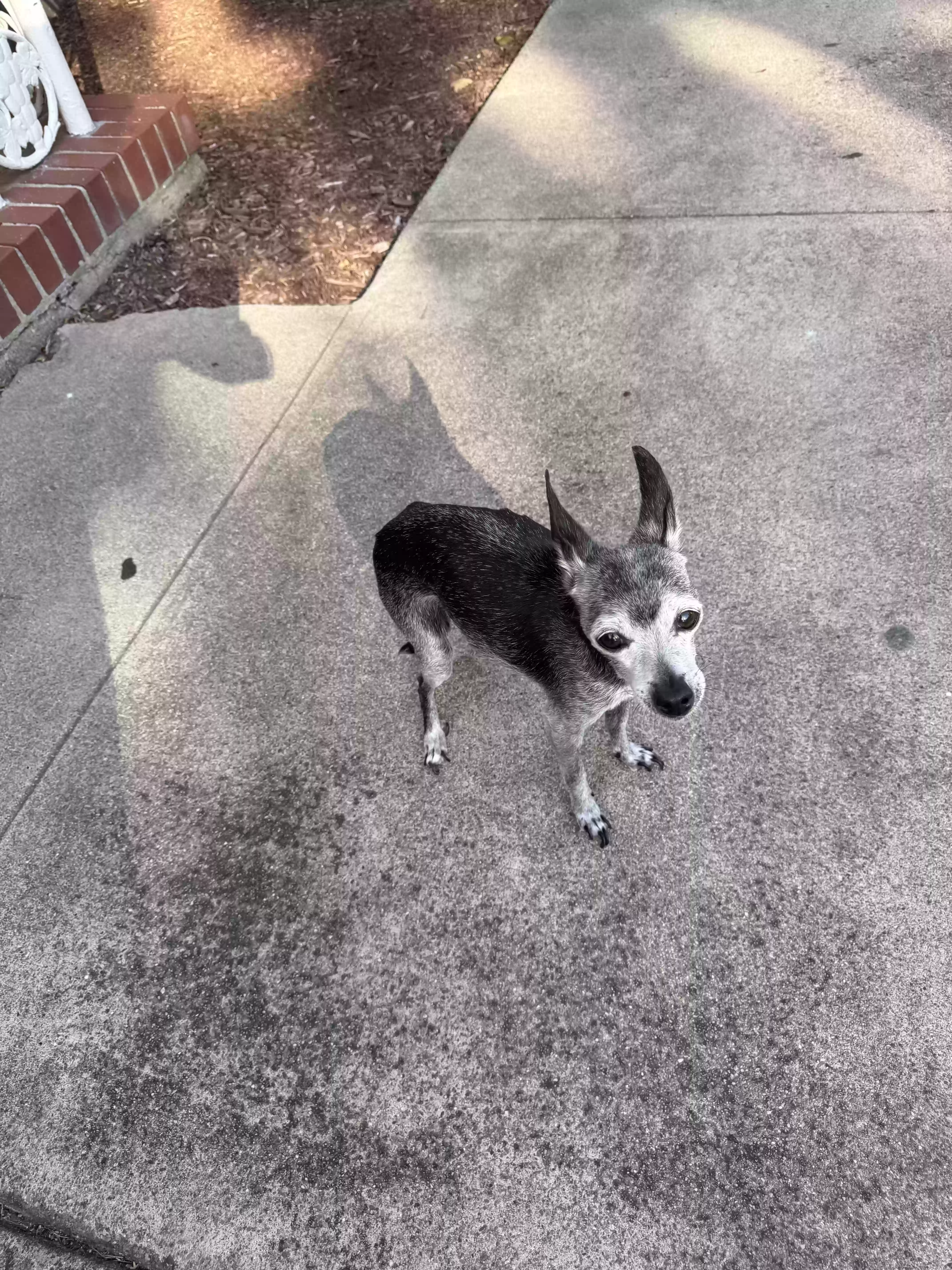 /lostandfound/images/lnfpets/original/186523_photo.webp
