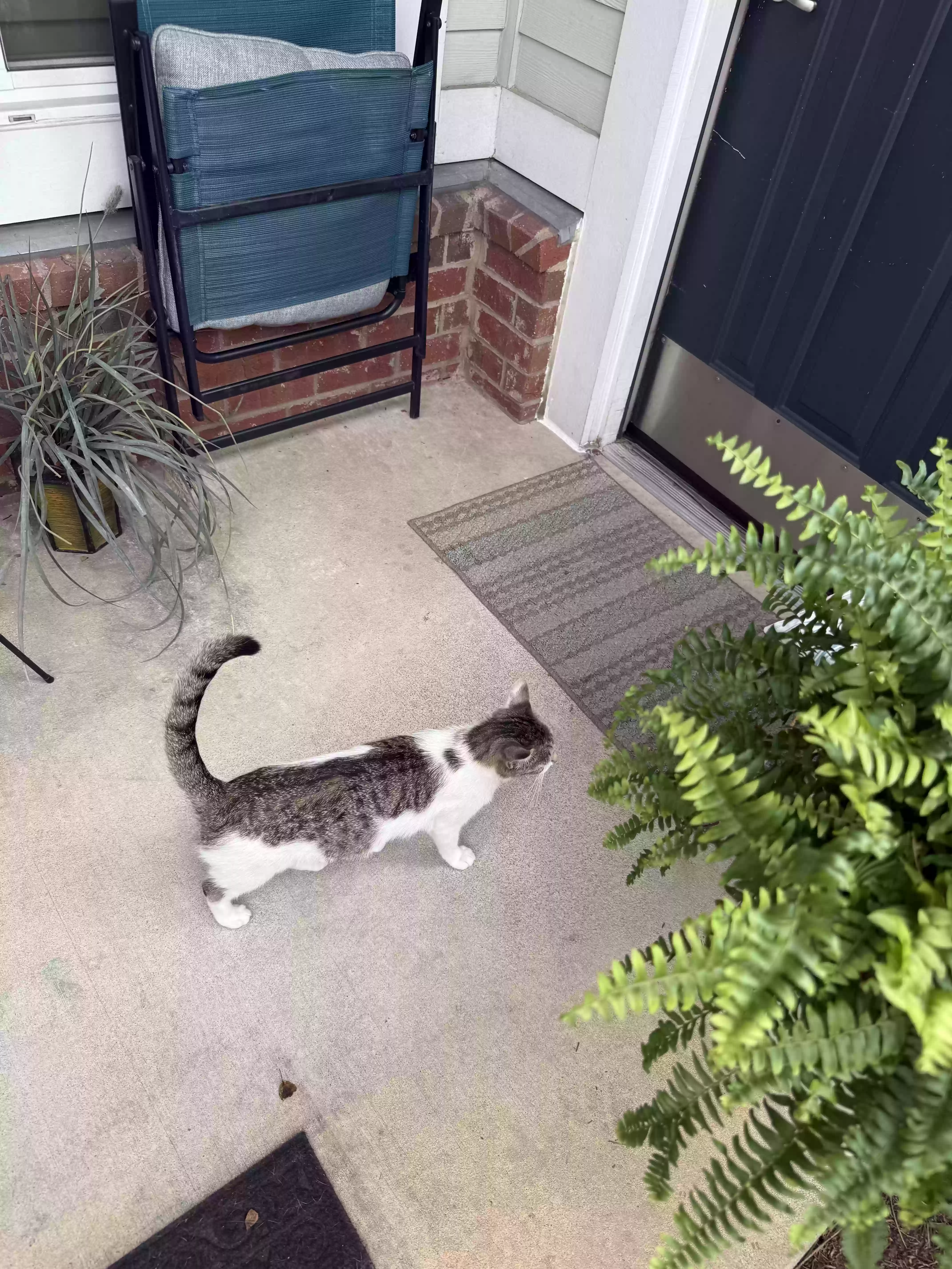 /lostandfound/images/lnfpets/original/186555_photo.webp