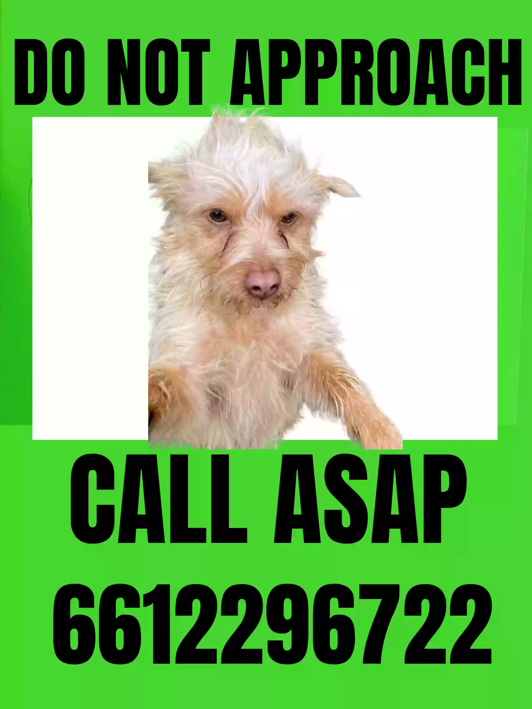 /lostandfound/images/lnfpets/original/186563_photo.webp