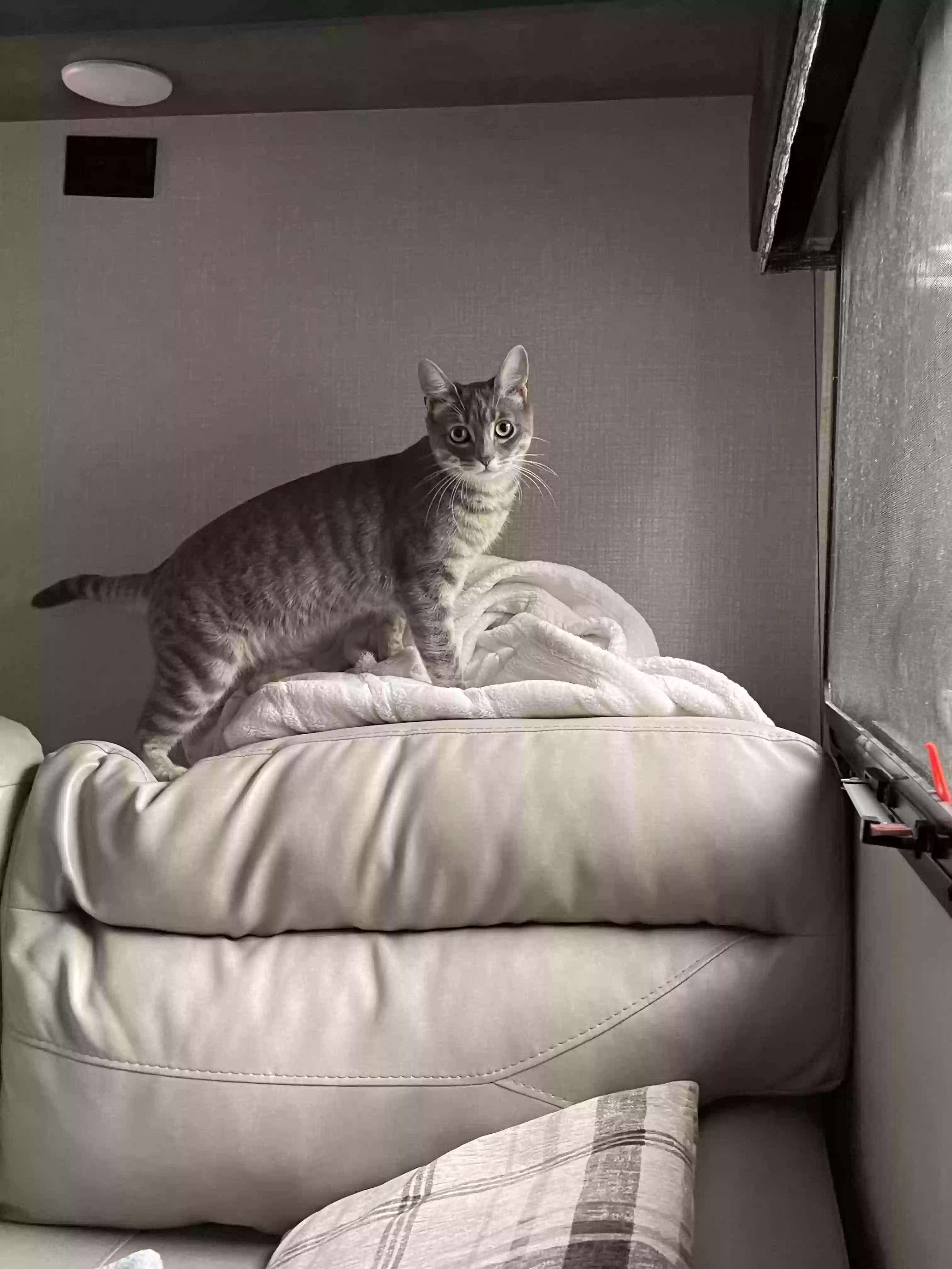 /lostandfound/images/lnfpets/original/186604_photo.webp