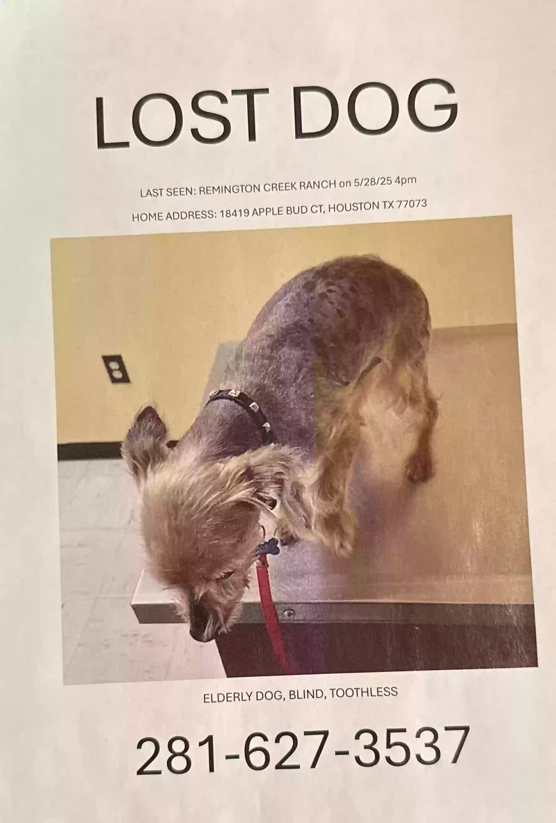 /lostandfound/images/lnfpets/original/186605_photo.webp