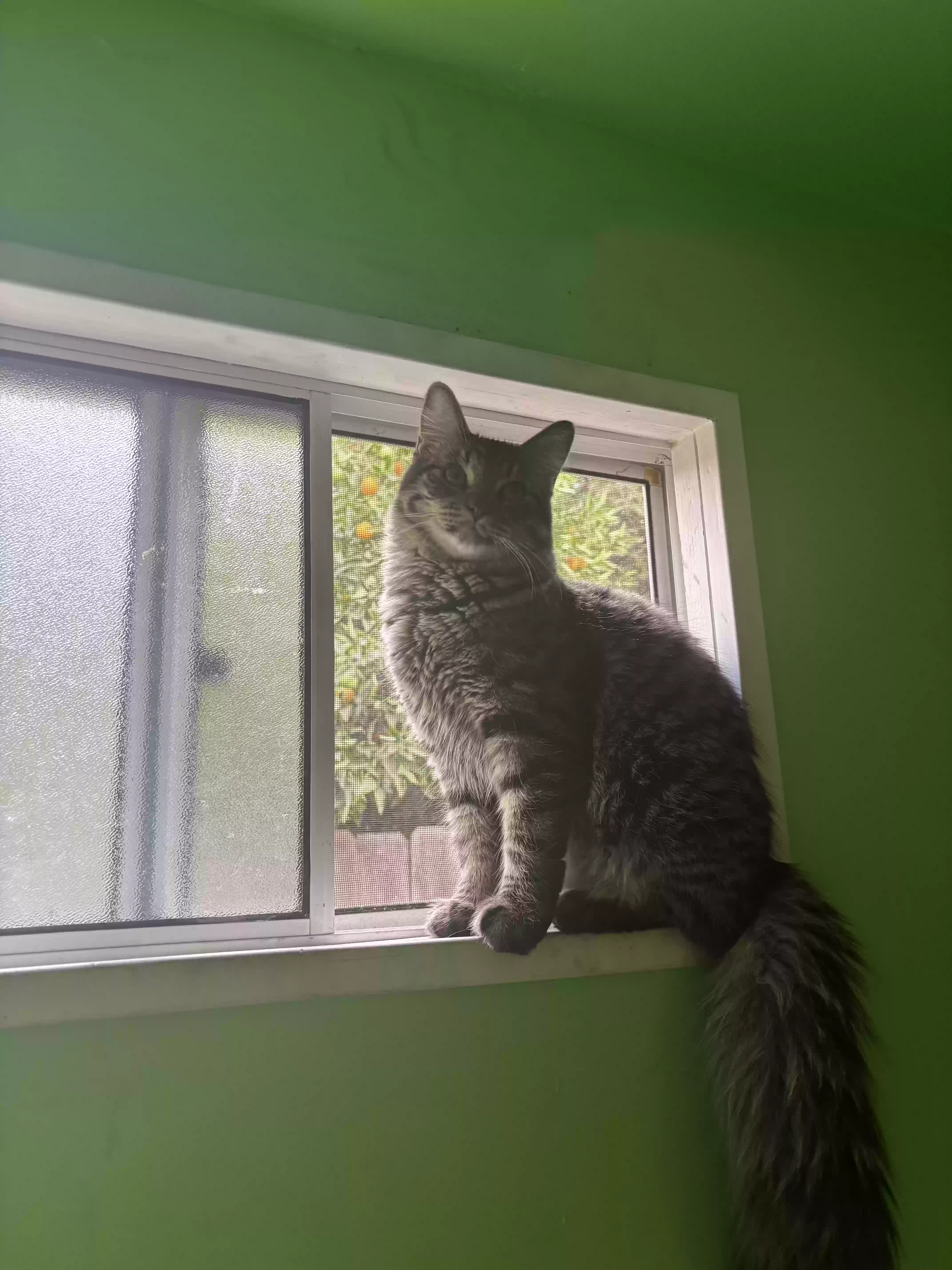 /lostandfound/images/lnfpets/original/186627_photo.webp