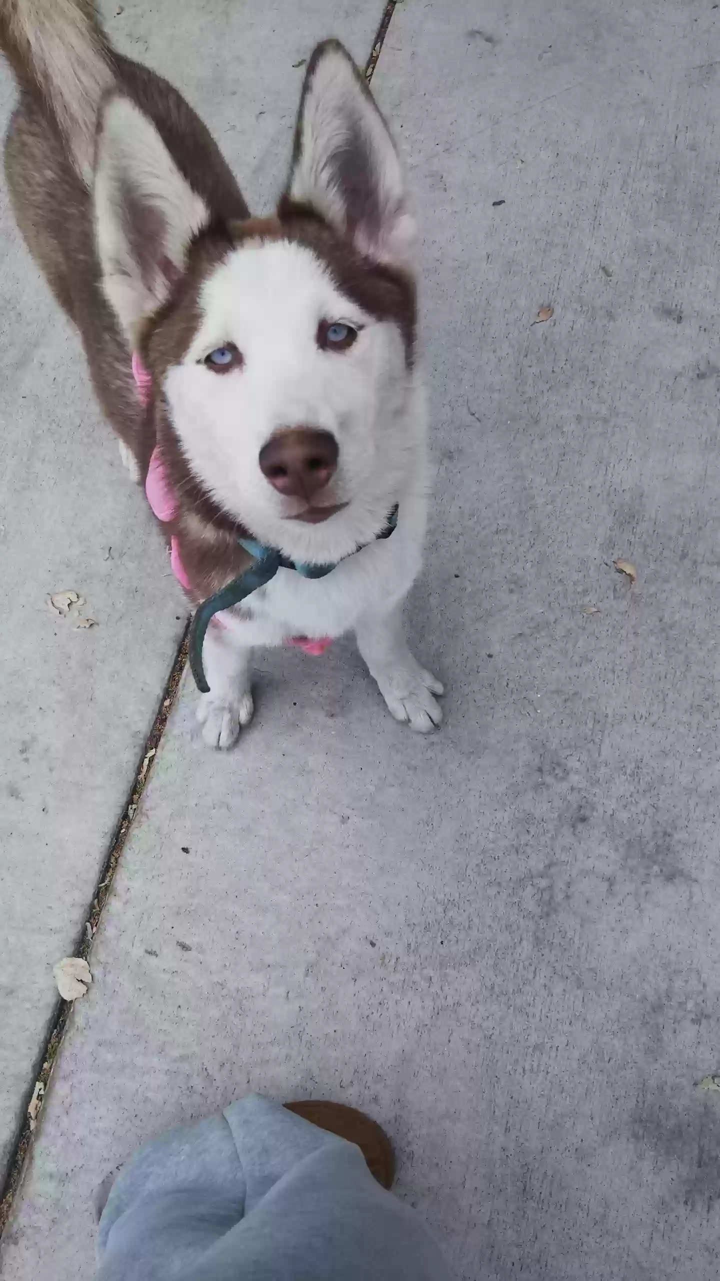 /lostandfound/images/lnfpets/original/186645_photo.webp