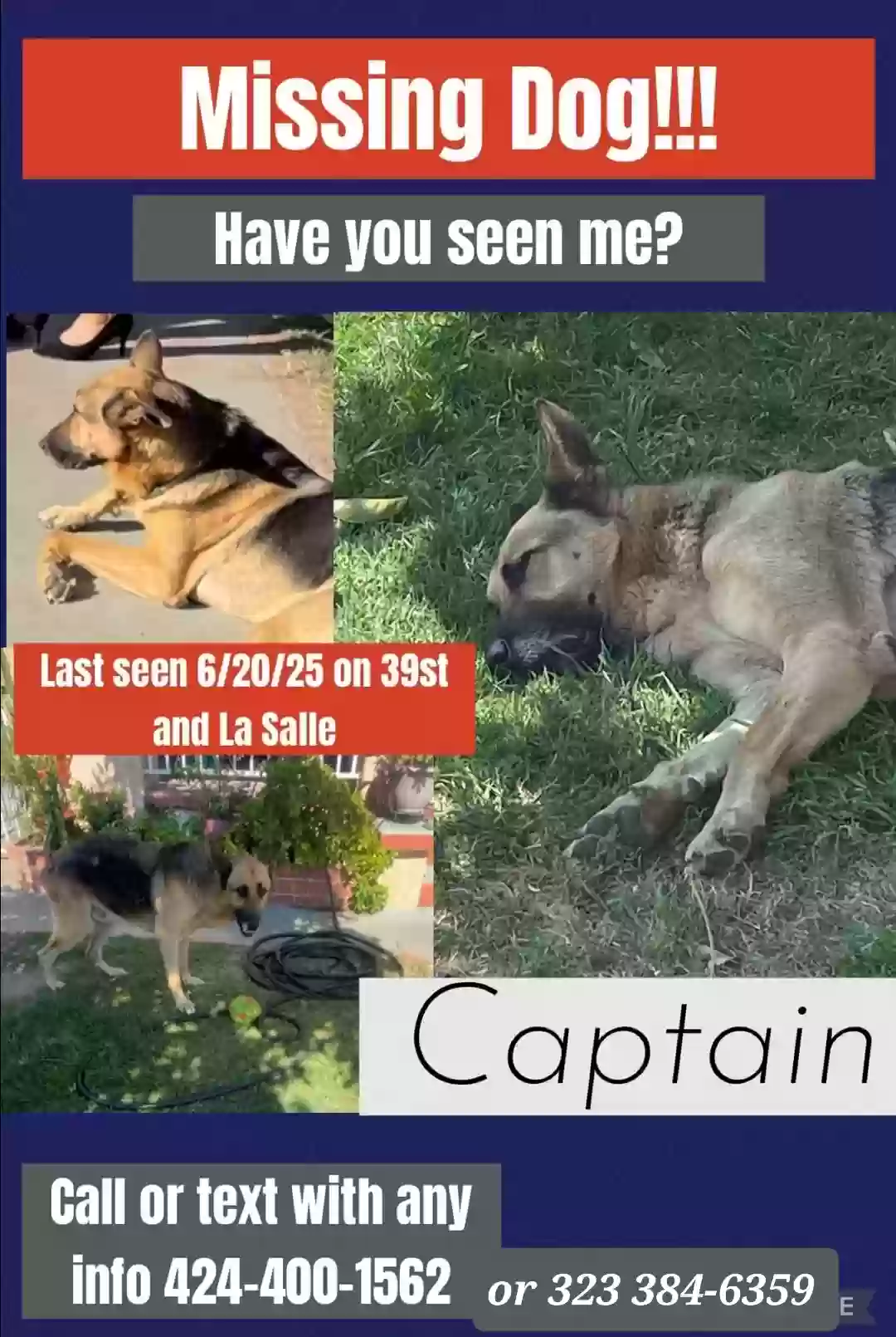 /lostandfound/images/lnfpets/original/186675_photo.webp