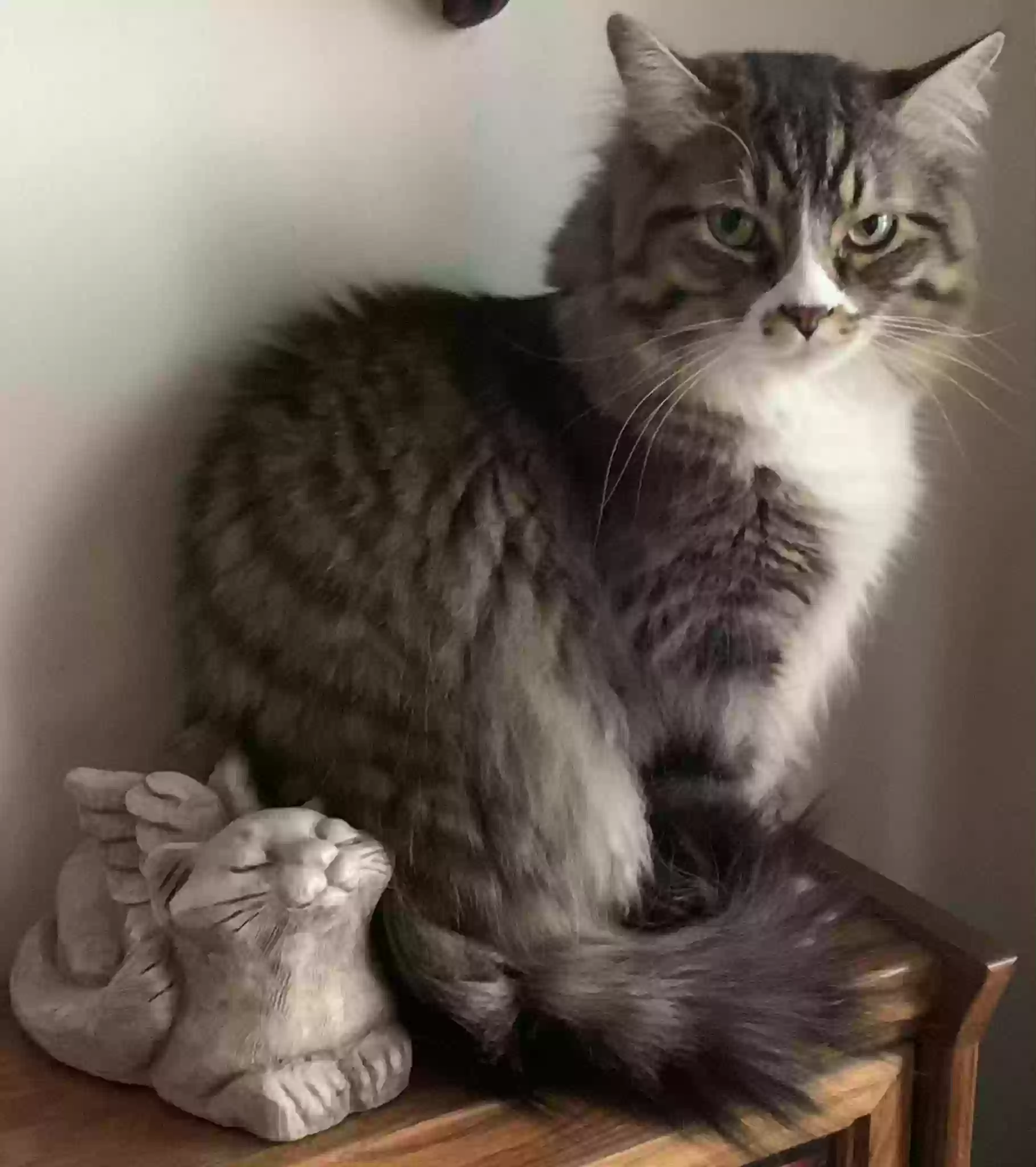 /lostandfound/images/lnfpets/original/186774_photo.webp