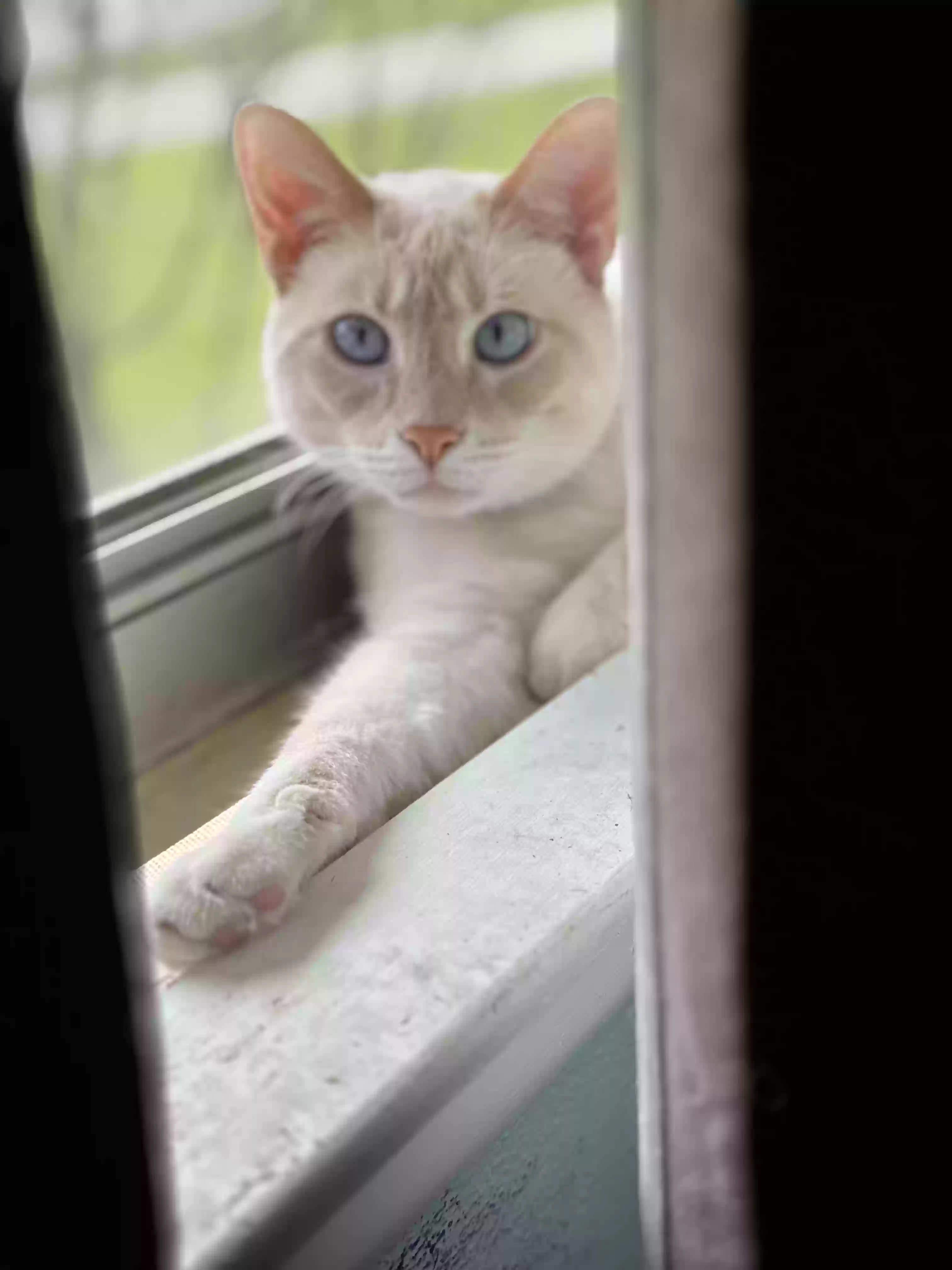 /lostandfound/images/lnfpets/original/186784_photo.webp