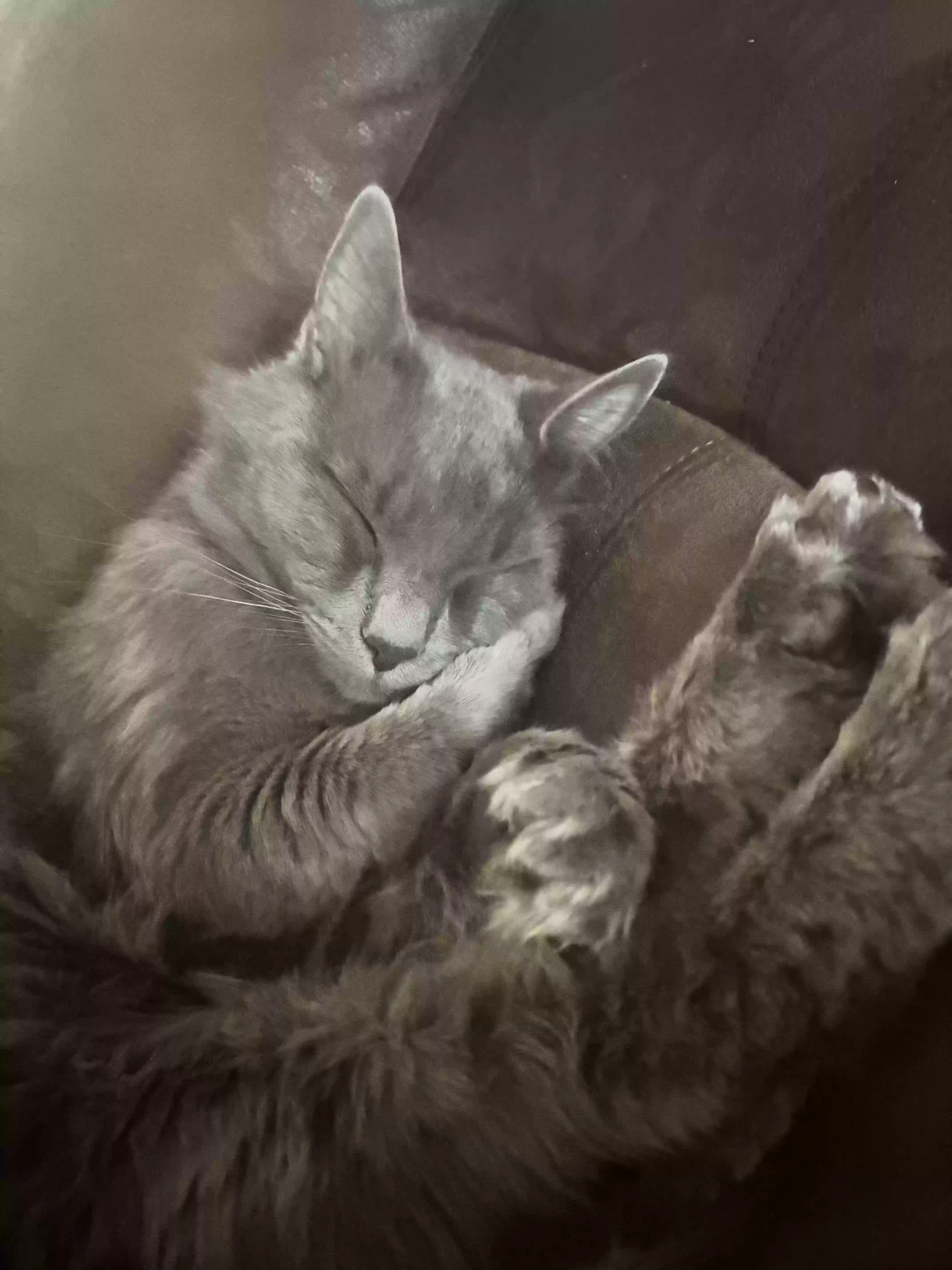 /lostandfound/images/lnfpets/original/186817_photo.webp