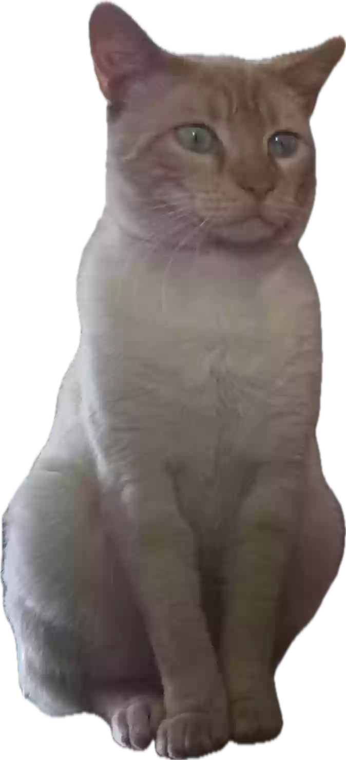 /lostandfound/images/lnfpets/original/186830_photo.webp