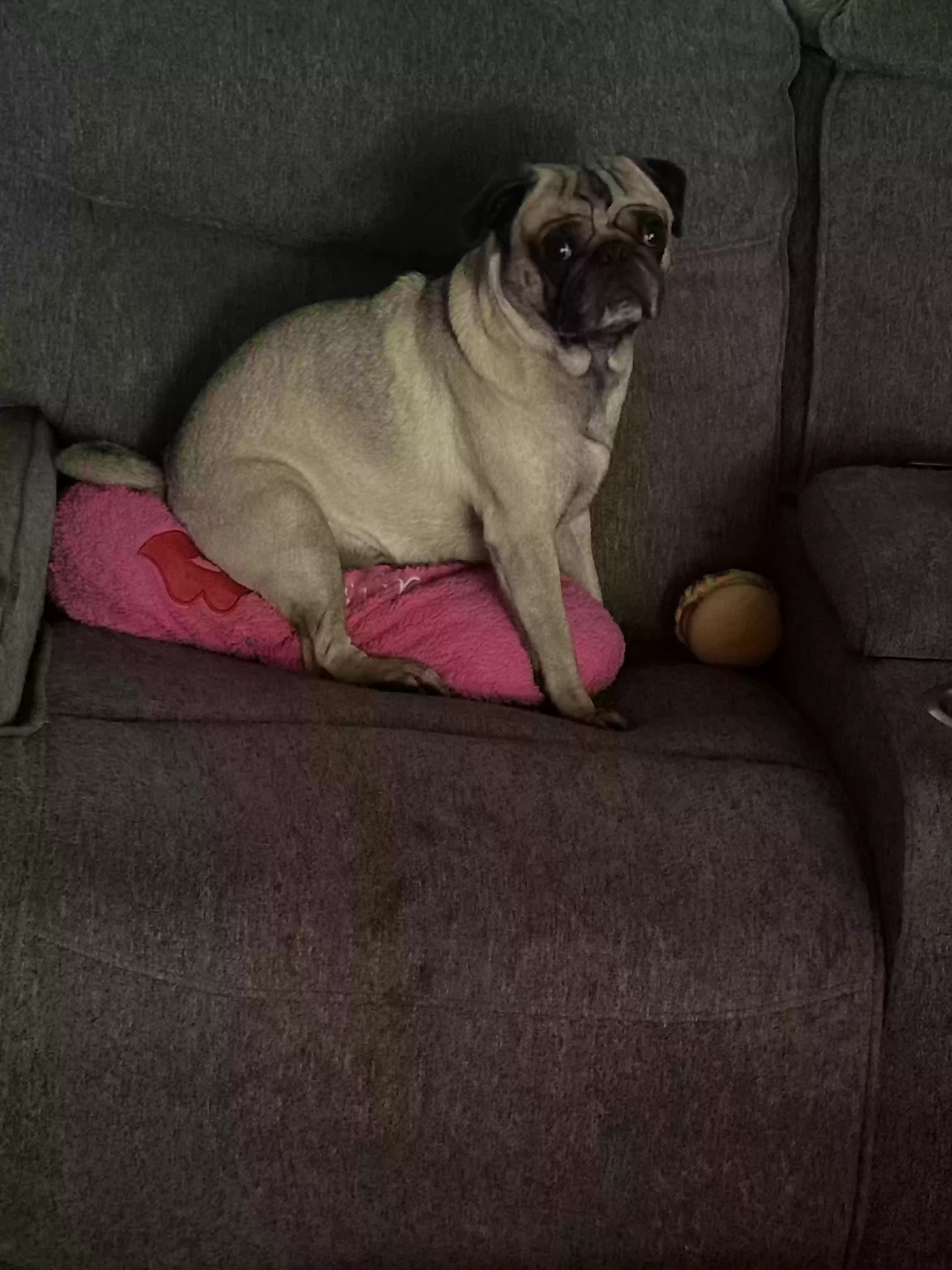 /lostandfound/images/lnfpets/original/186864_photo.webp