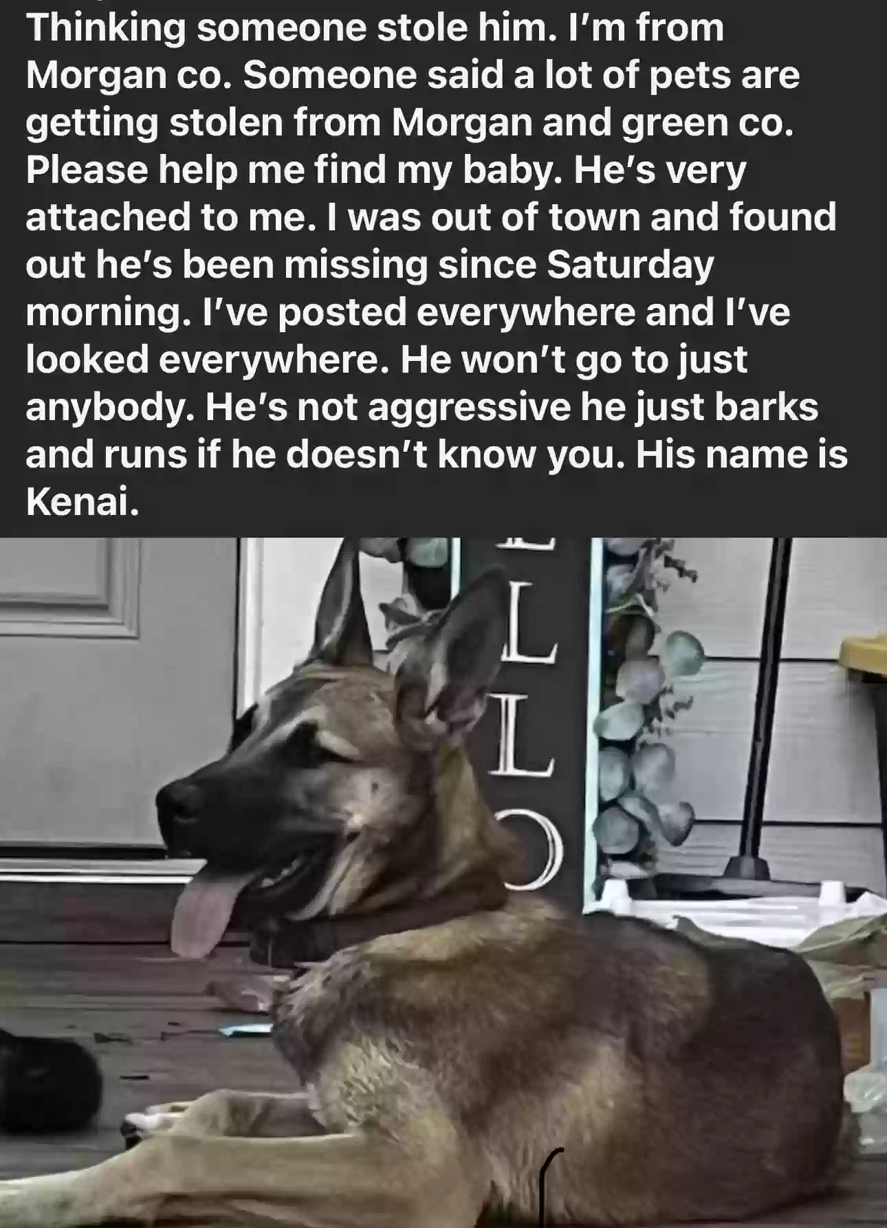 /lostandfound/images/lnfpets/original/186875_photo.webp