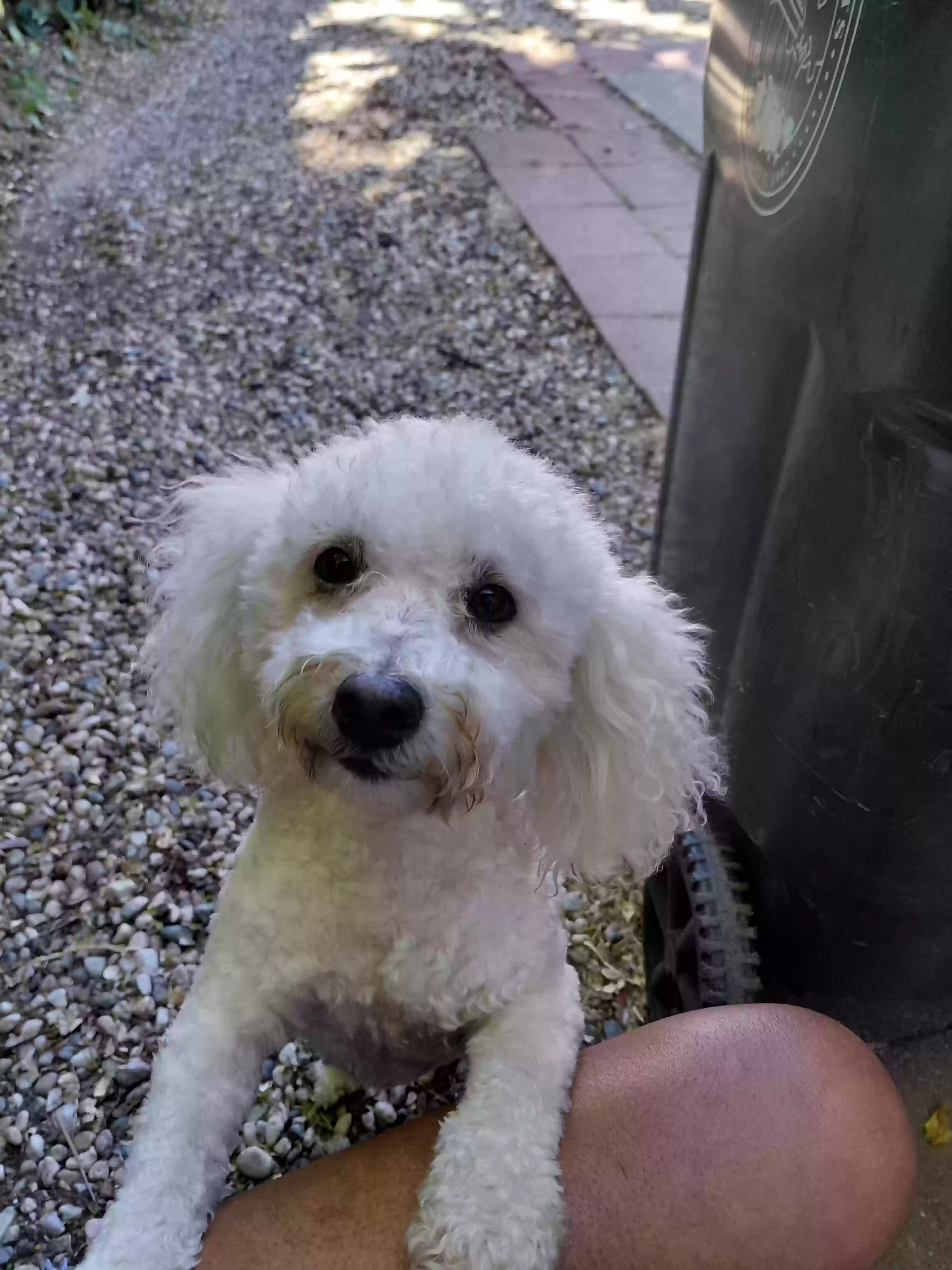 /lostandfound/images/lnfpets/original/186887_photo.webp