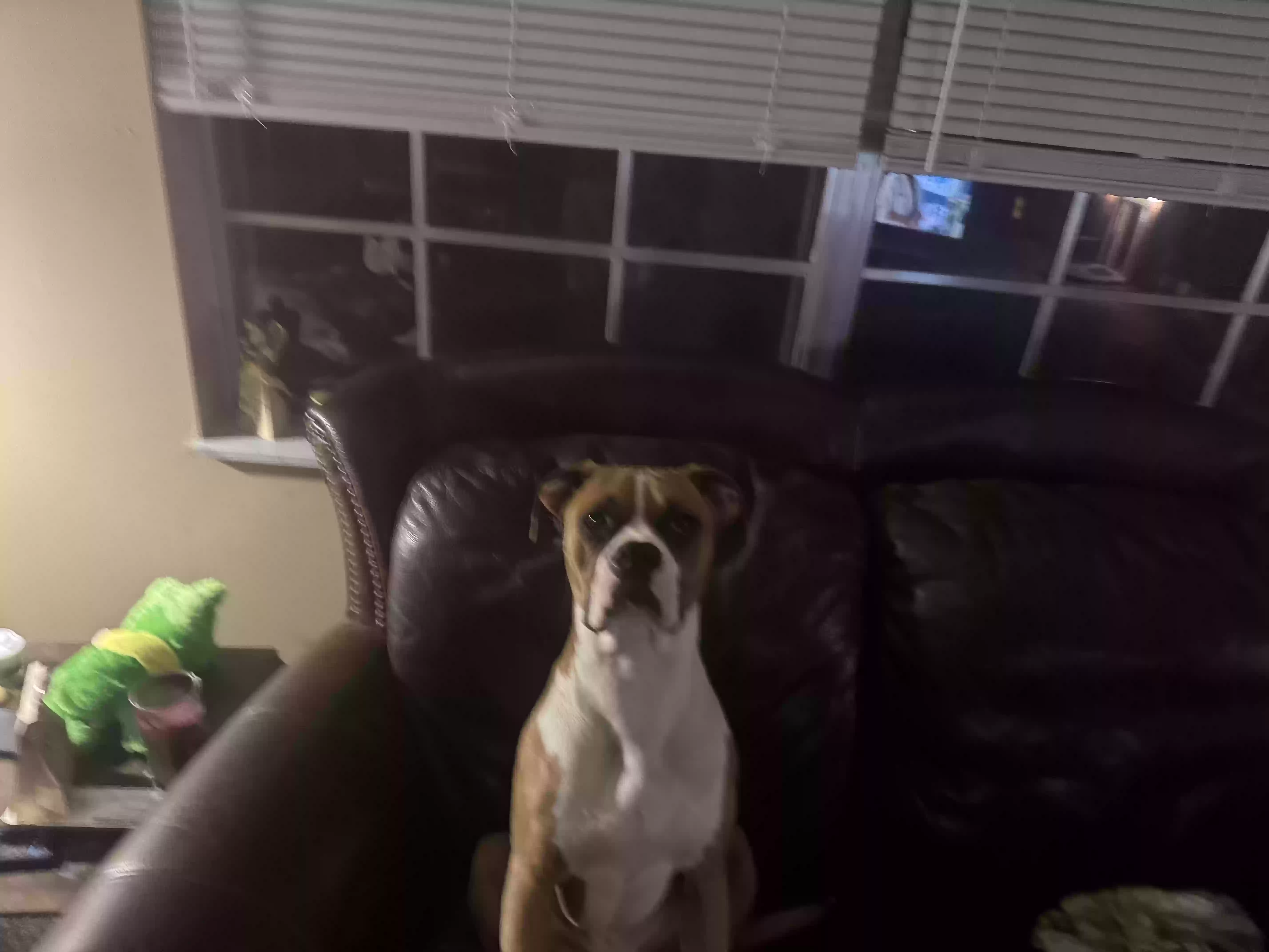 /lostandfound/images/lnfpets/original/186941_photo.webp