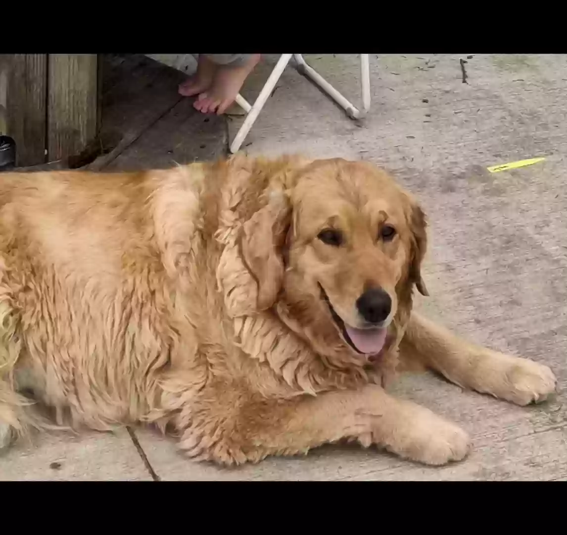 /lostandfound/images/lnfpets/original/187054_4190_Screenshot_20250707_153606_Gallery.webp