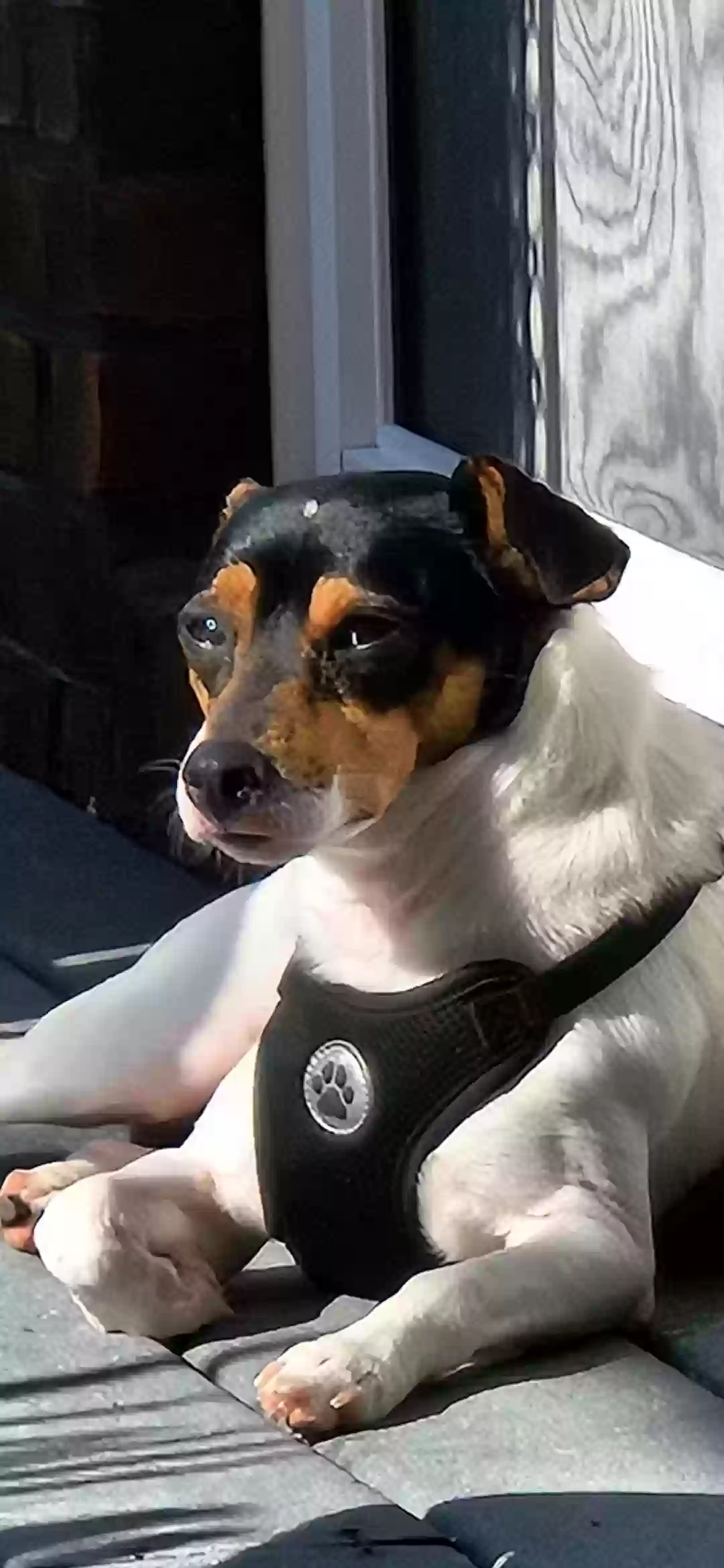 /lostandfound/images/lnfpets/original/187063_photo.webp