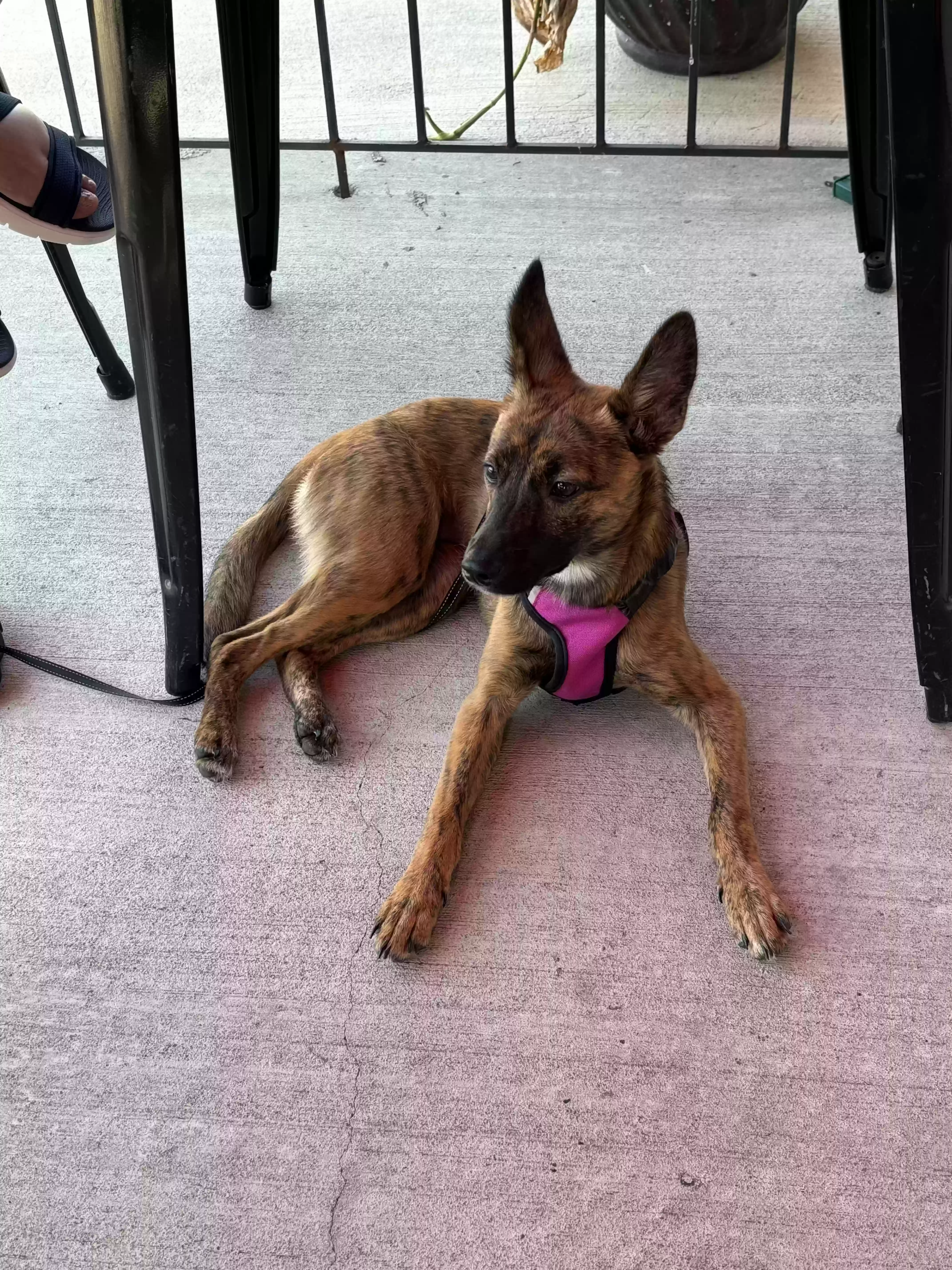 /lostandfound/images/lnfpets/original/187086_photo.webp