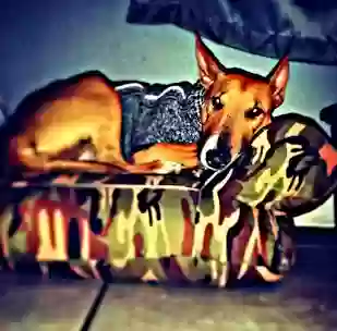 /lostandfound/images/lnfpets/original/187113_photo.webp