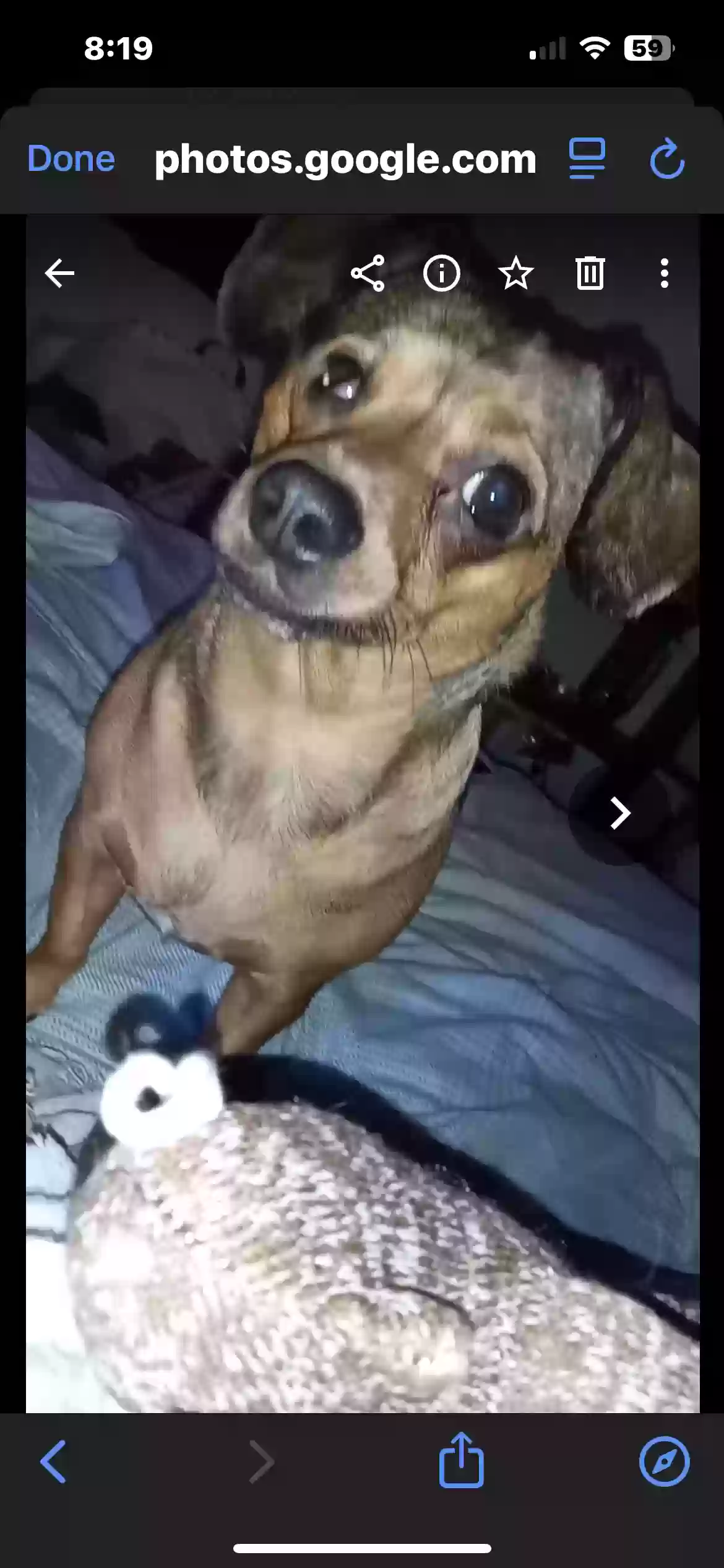 /lostandfound/images/lnfpets/original/187167_photo.webp