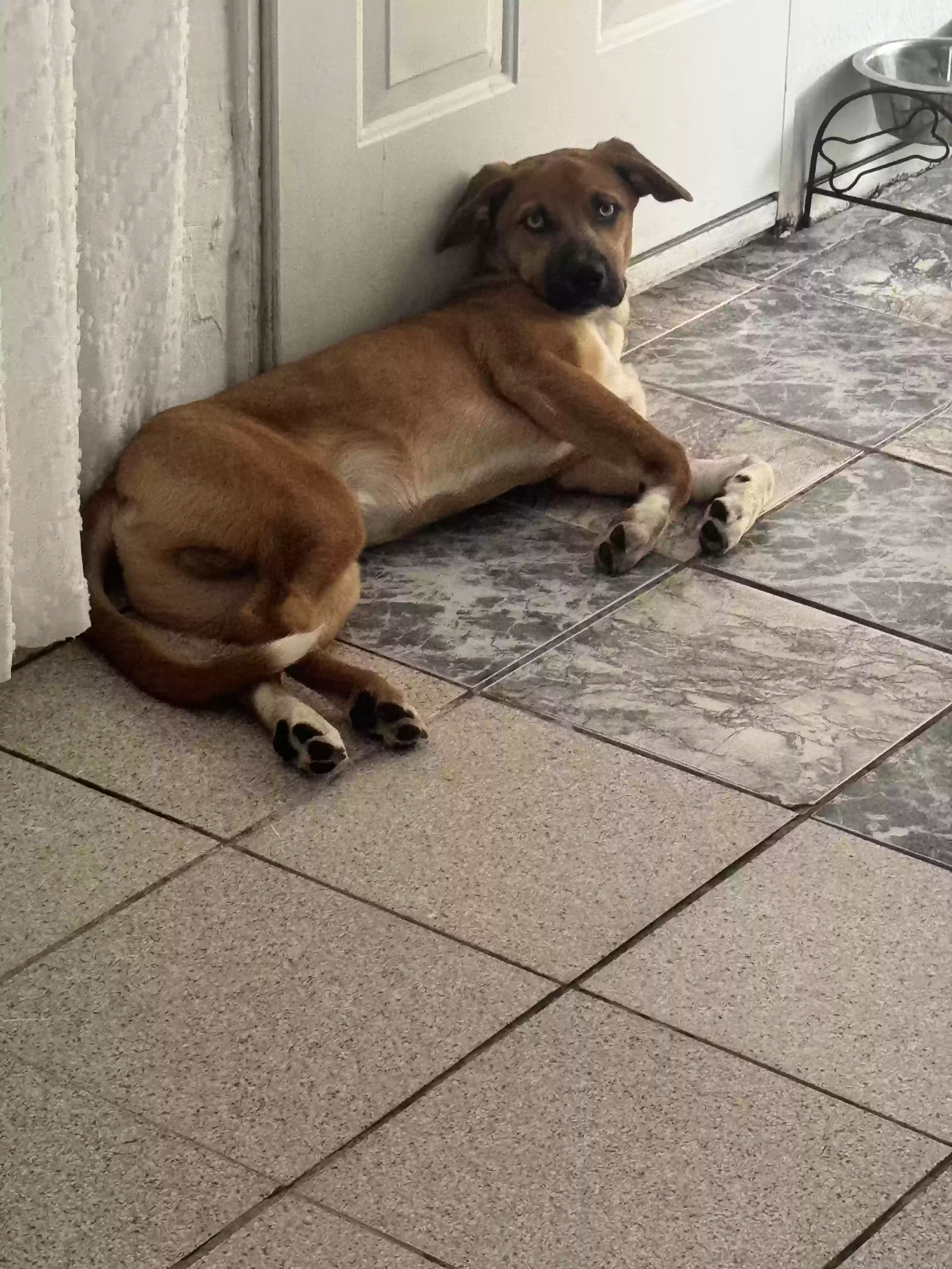 /lostandfound/images/lnfpets/original/187314_photo.webp