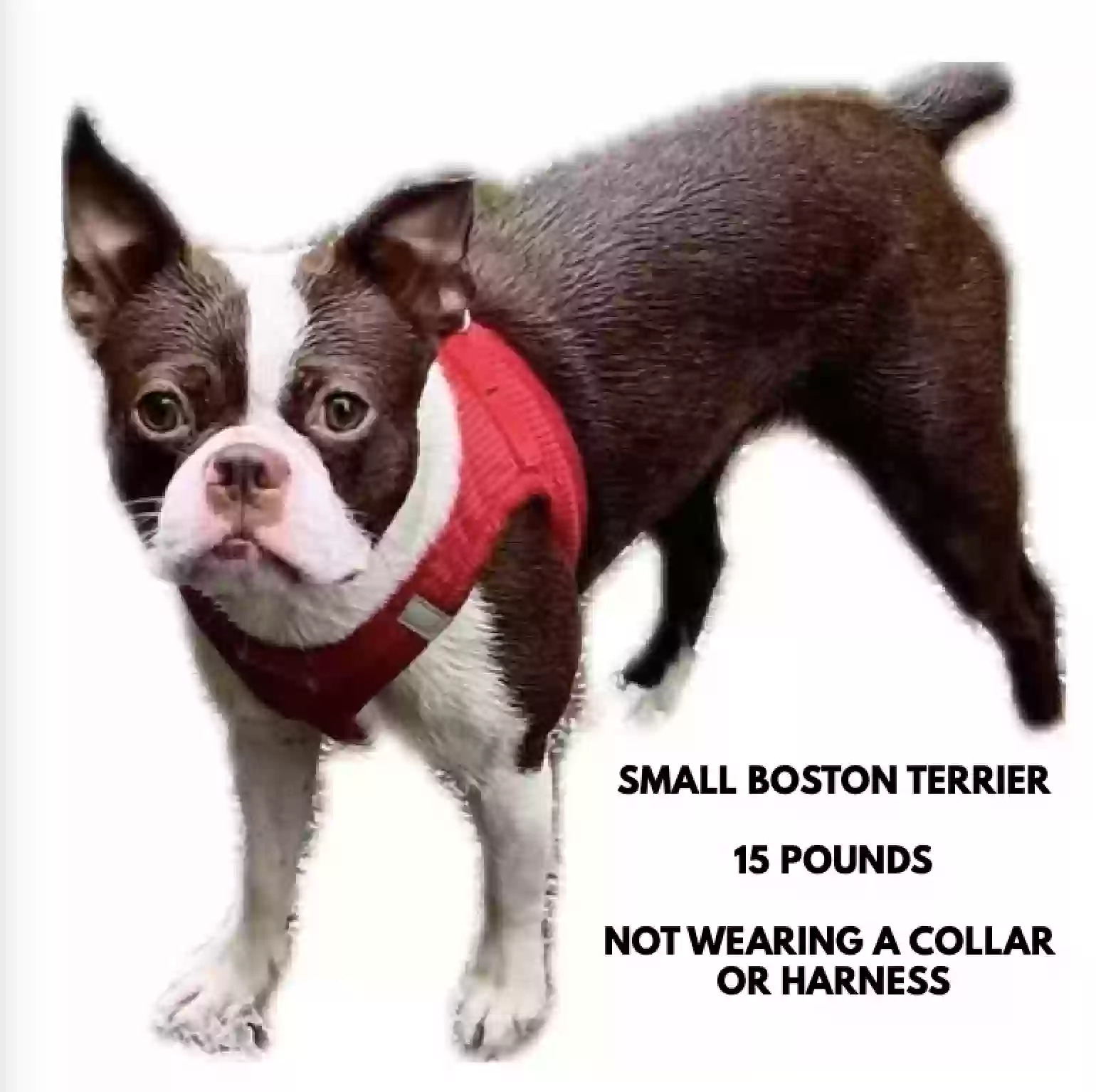 /lostandfound/images/lnfpets/original/187355_photo.webp
