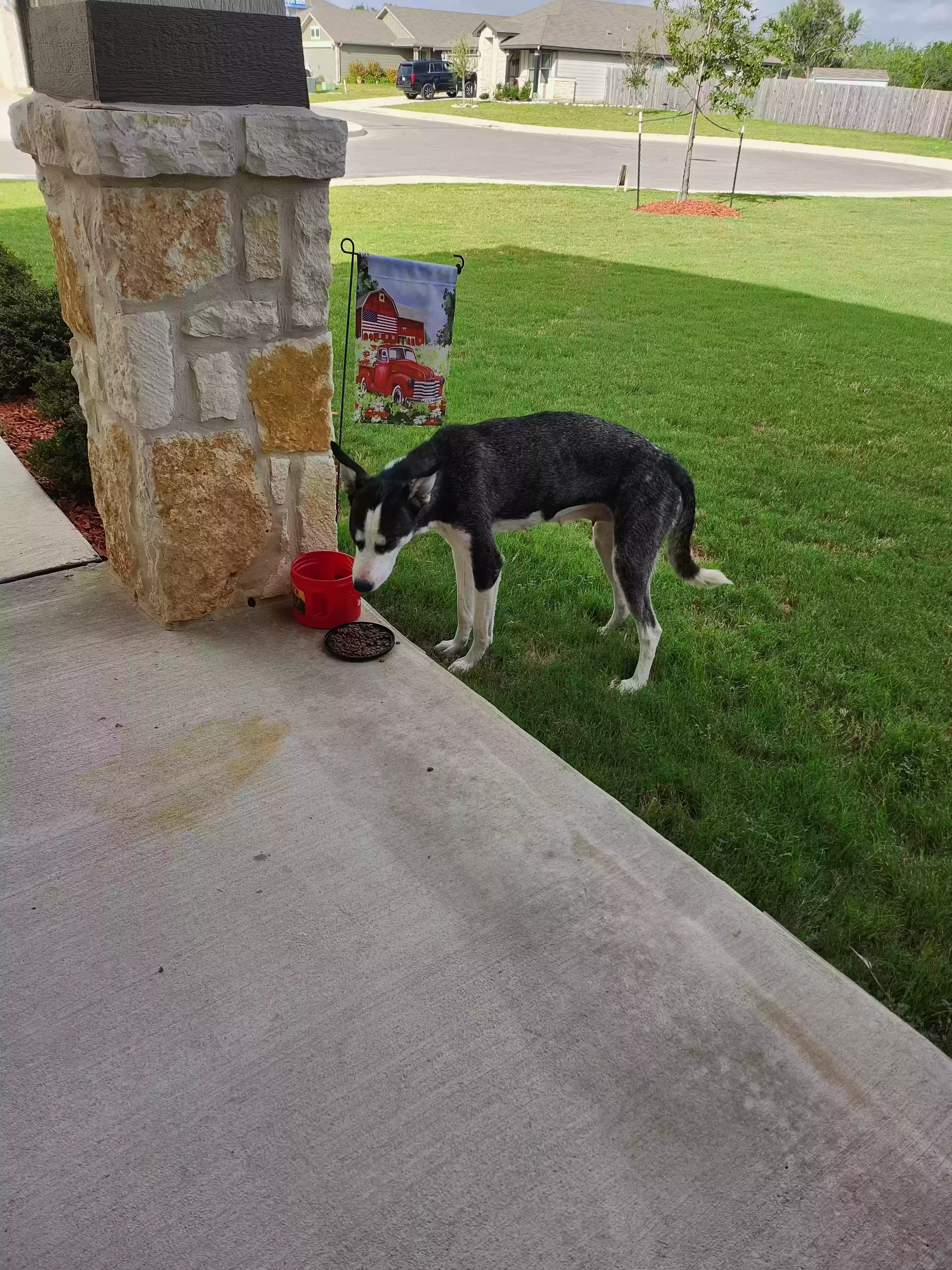 /lostandfound/images/lnfpets/original/187357_photo.webp