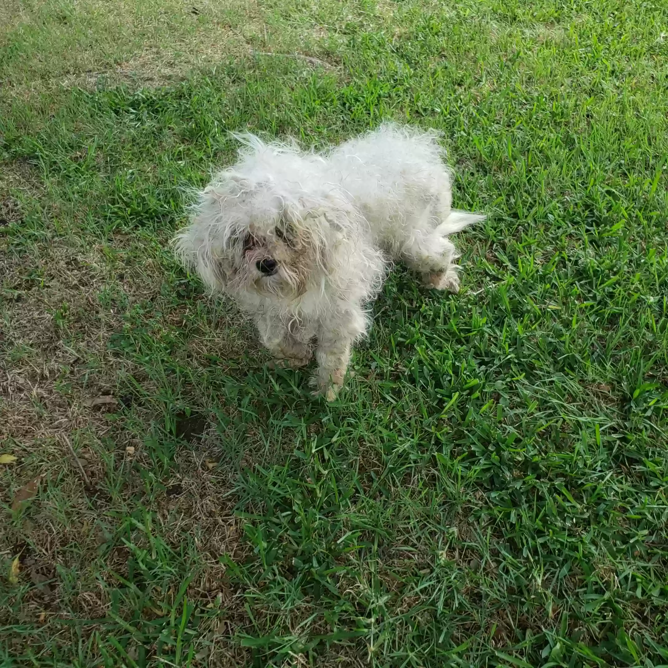 /lostandfound/images/lnfpets/original/187359_photo.webp